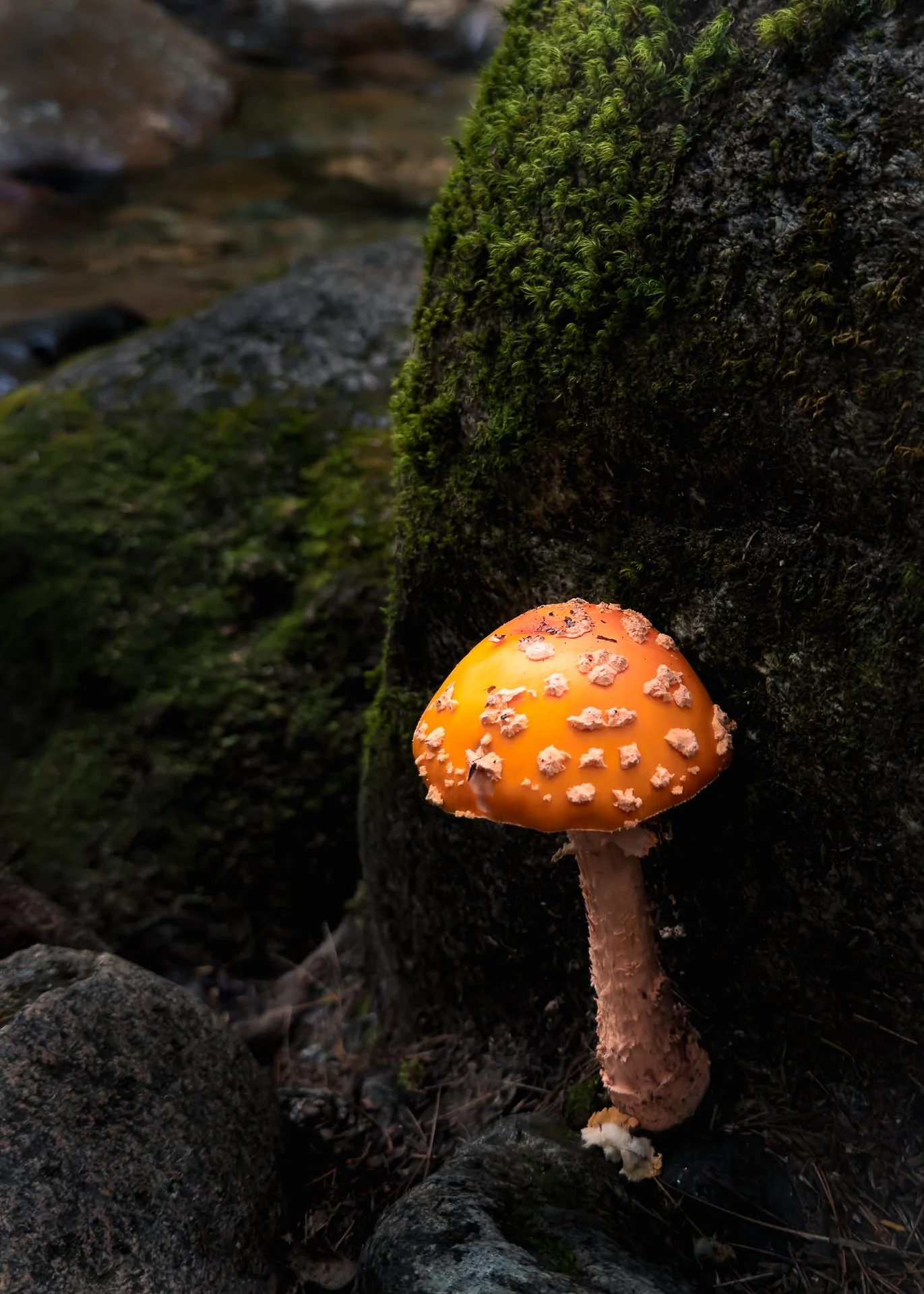 Forest Gem