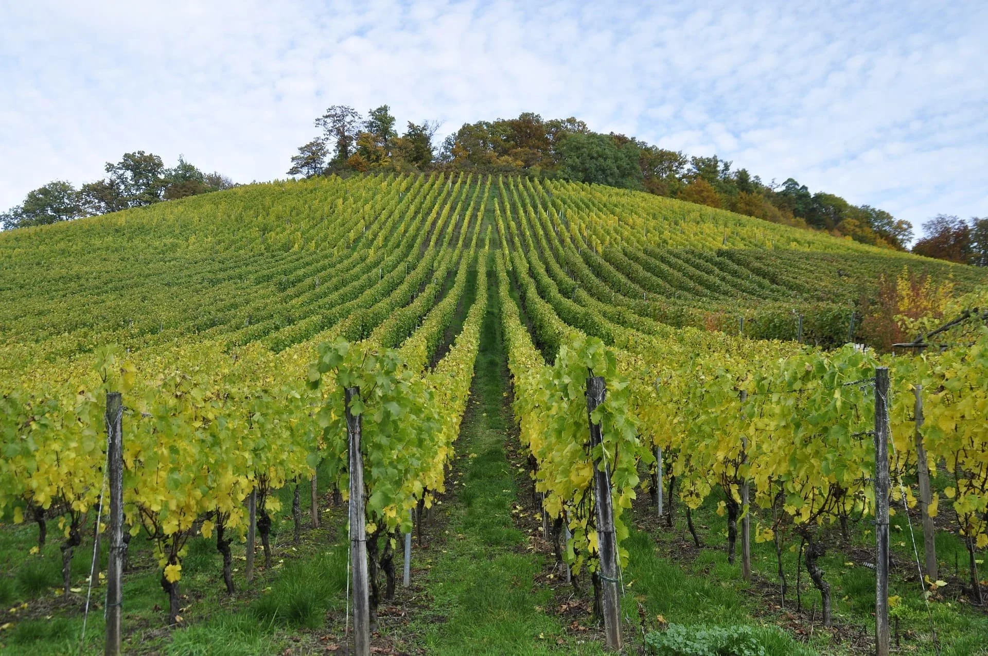 Rolling vineyard with trees in the background.