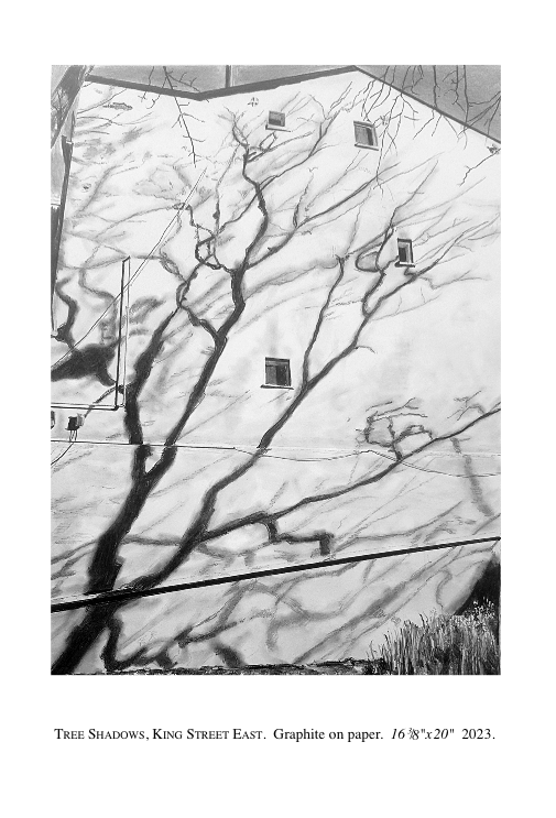 11 Tree Shadows wt.png