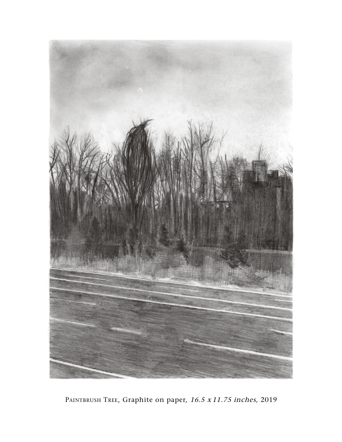 4 Paintbrush Tree wt.png