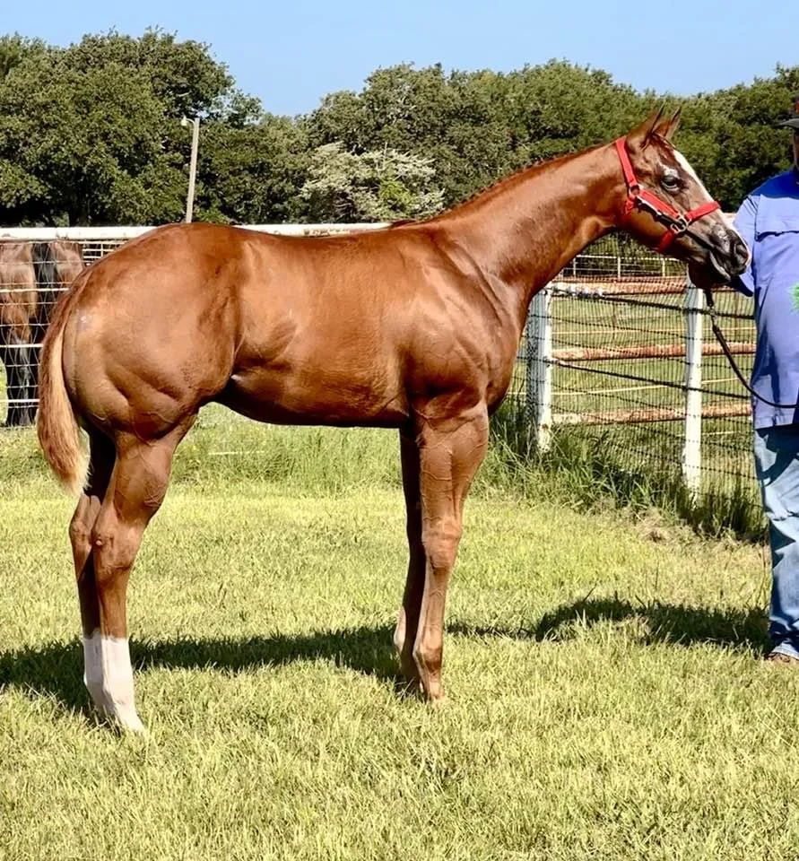 excute filly2025.jpg
