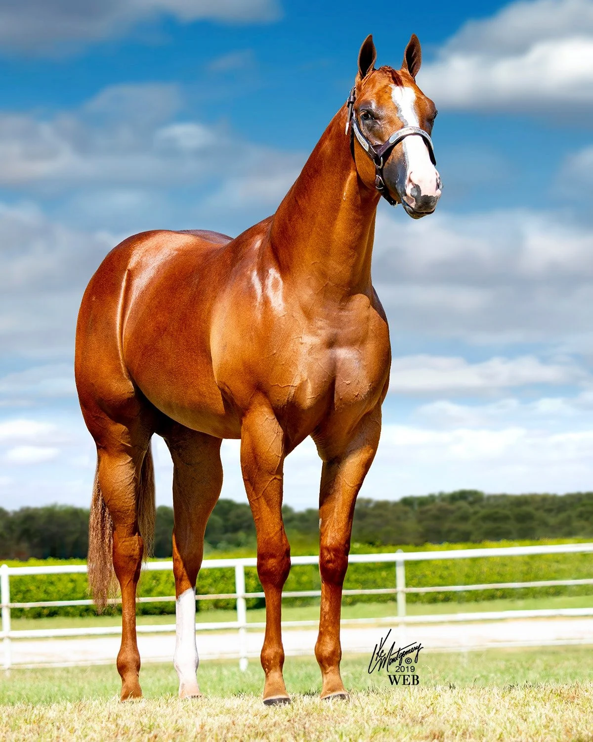 ec  colt.jpg