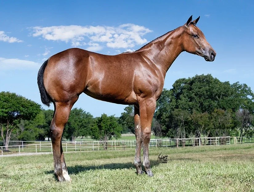 ks weanling filly.jpg