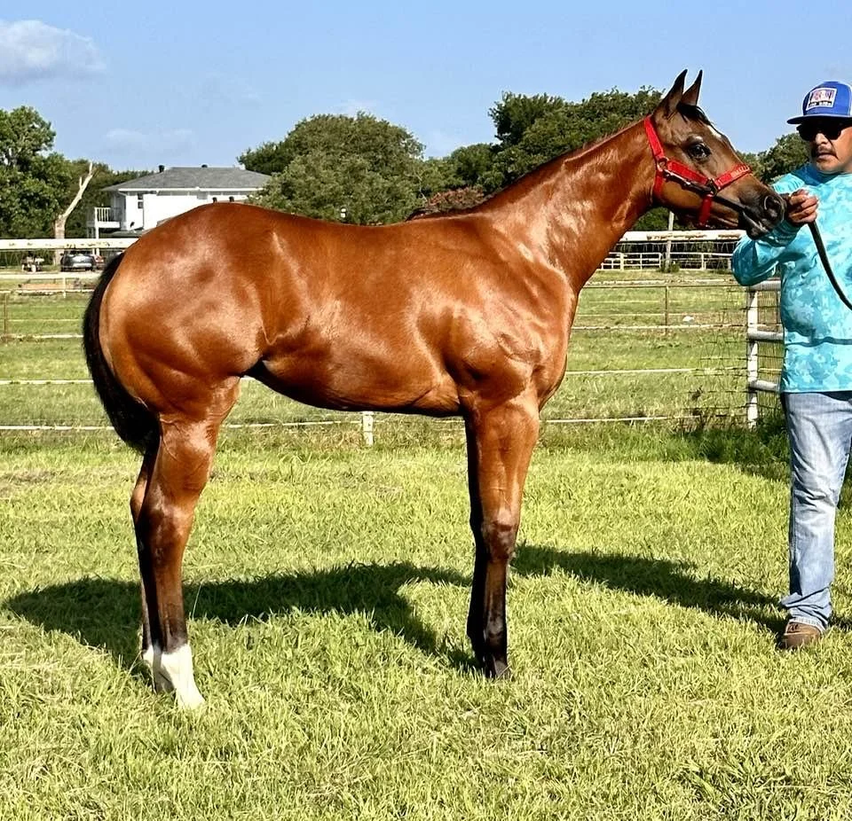 Chestnut foal with white markings on one leg, standing on grass, held by a man in a blue shirt and baseball cap, in an outdoor field with fences and trees in the background.