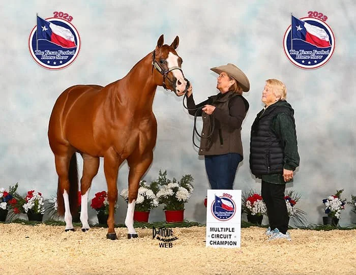A woman in a cowboy hat and a woman in a black vest stand with a large chestnut horse with a white face marking at an indoor equestrian event. There are banners for the 2023 Texas Festhay Horse Show with a bull riding silhouette and state flag logo,