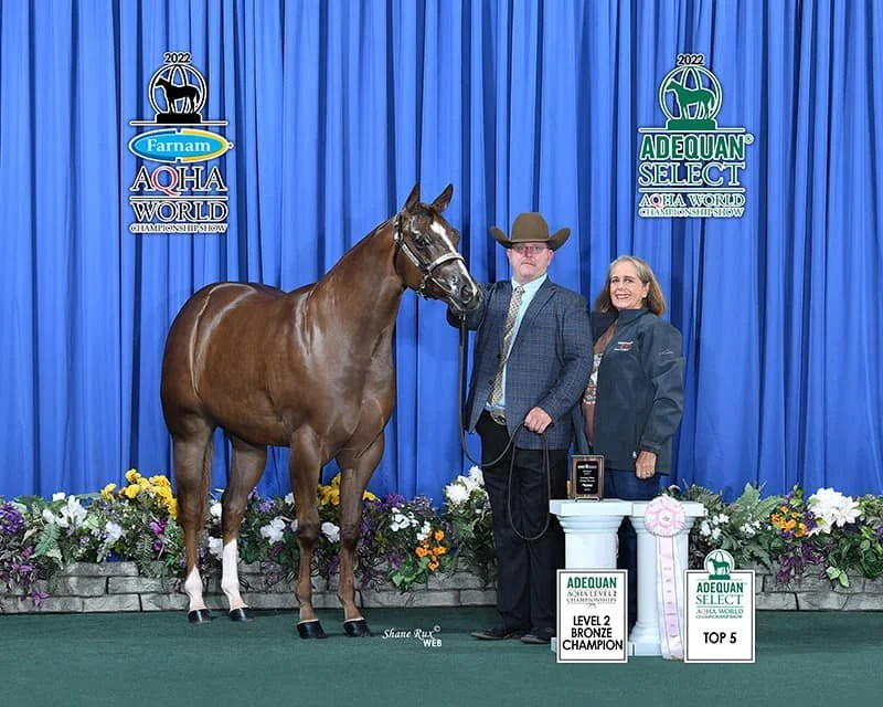 A brown horse with a white blaze on its face standing on a green carpet in front of a blue curtain at a horse show. Two people, a man in a suit and cowboy hat, and a woman in a jacket, are standing beside the horse. There are flowers on the ground an