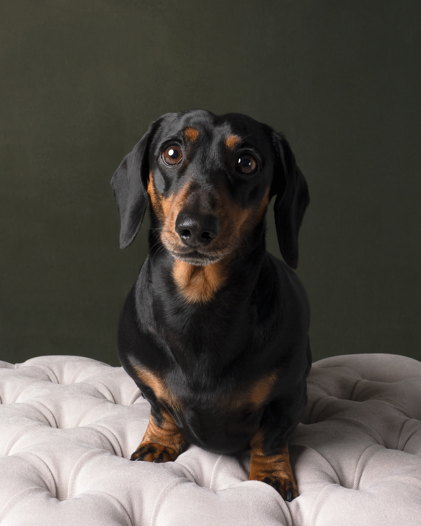 Close-up photo of a black and white Border Collie dog with a black background.Image taken by Kath Burgess, a dog Photographer in Bedfordshire.