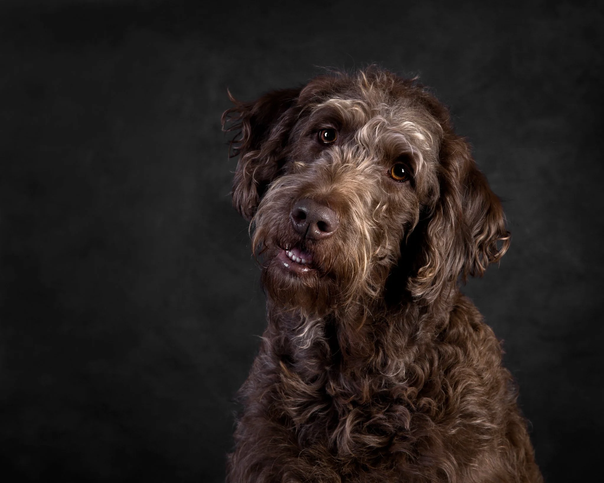 Kath Burgess Photography_Dog Photographer Bedfordshire-25.JPG