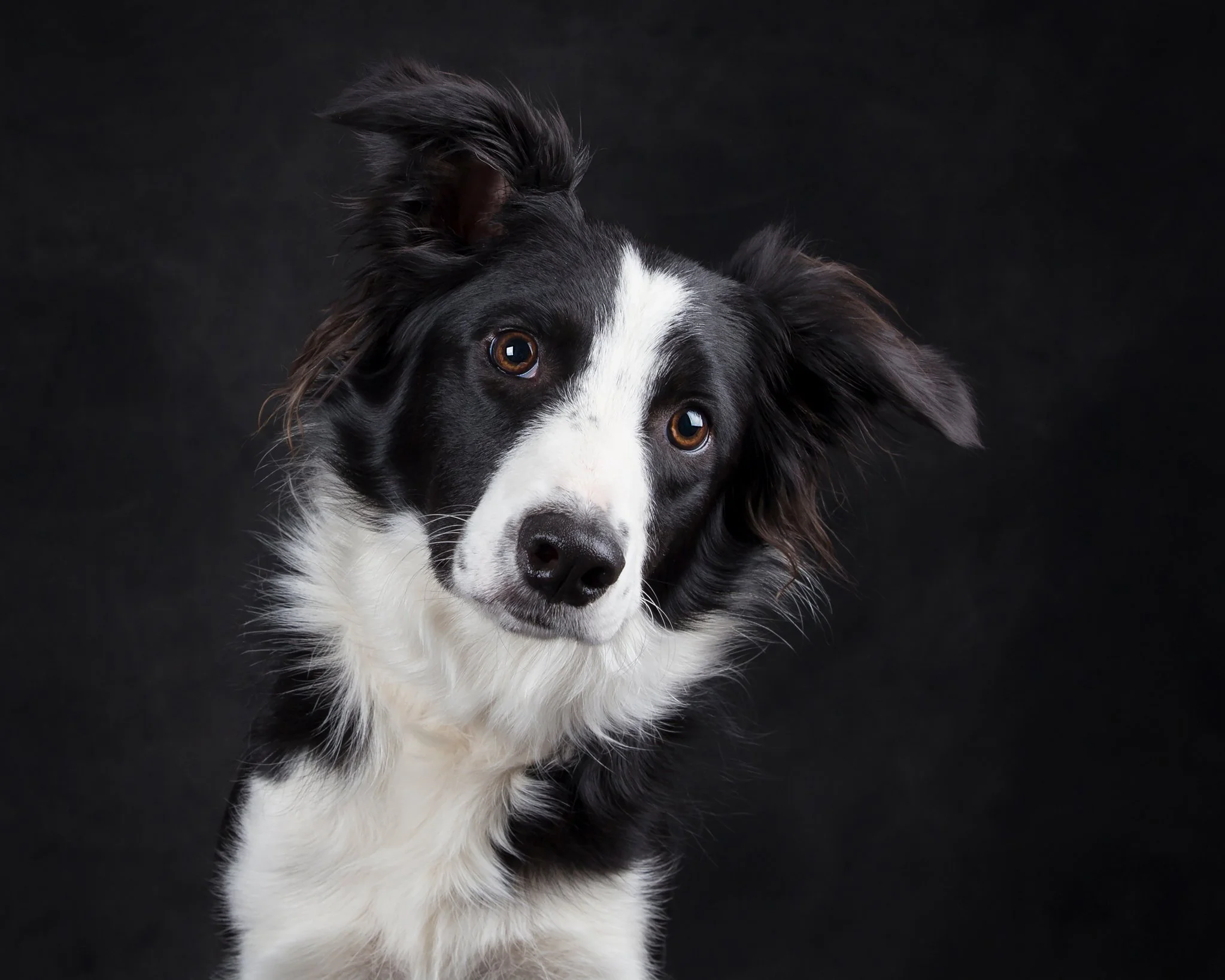 Kath Burgess Photography_Dog Photographer Bedfordshire-26.JPG