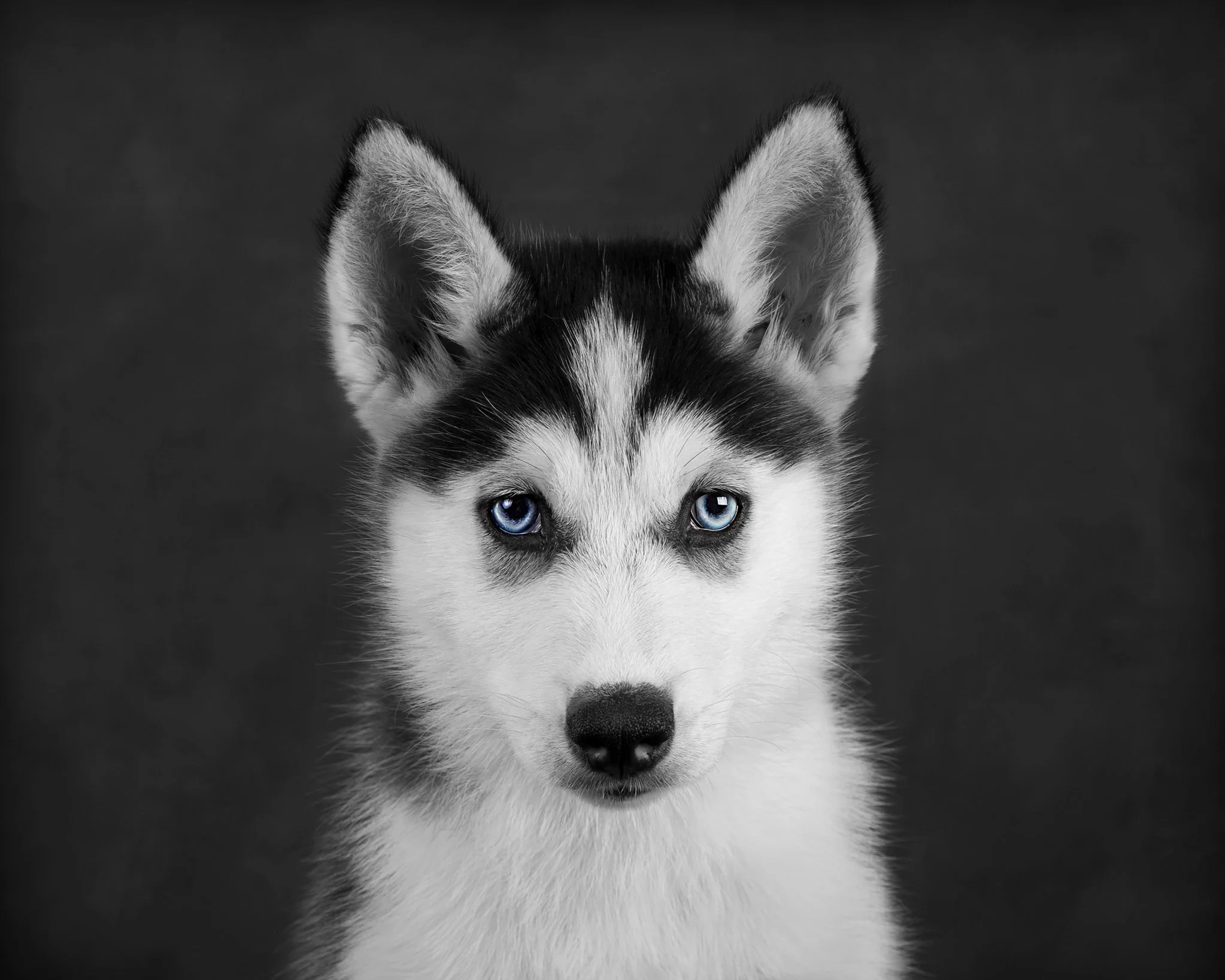 Kath Burgess Photography_Dog Photographer Bedfordshire-27.JPG