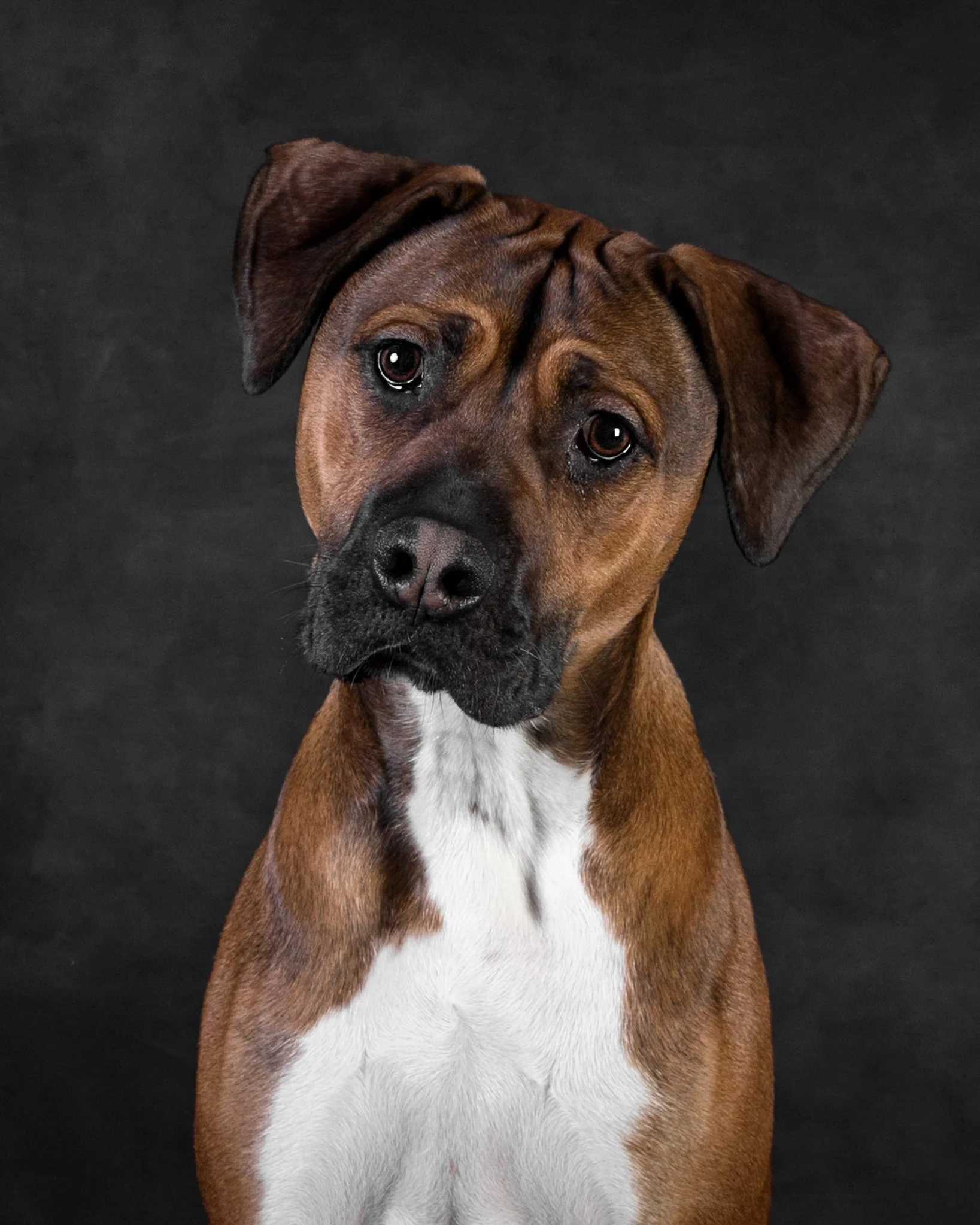Kath Burgess Photography_Dog Photographer Bedfordshire-28.JPG