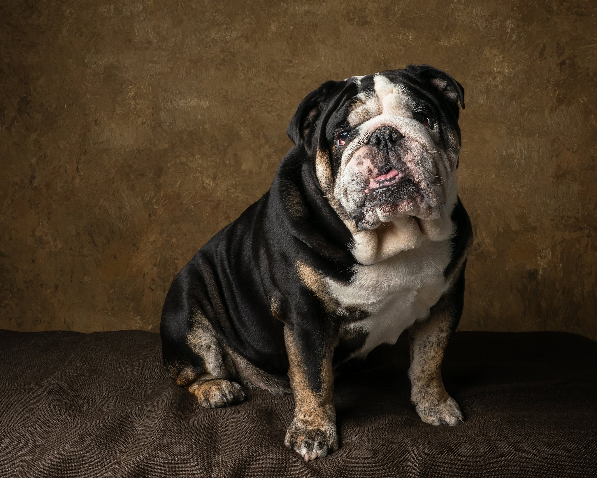Close-up of a cute puppy with curly beige and brown fur looking directly at the camera against a dark background. Image taken by Kath Burgess, a dog Photographer in Bedfordshire with clients from all over Hertfordshire, Buckinghamshire, and beyond.