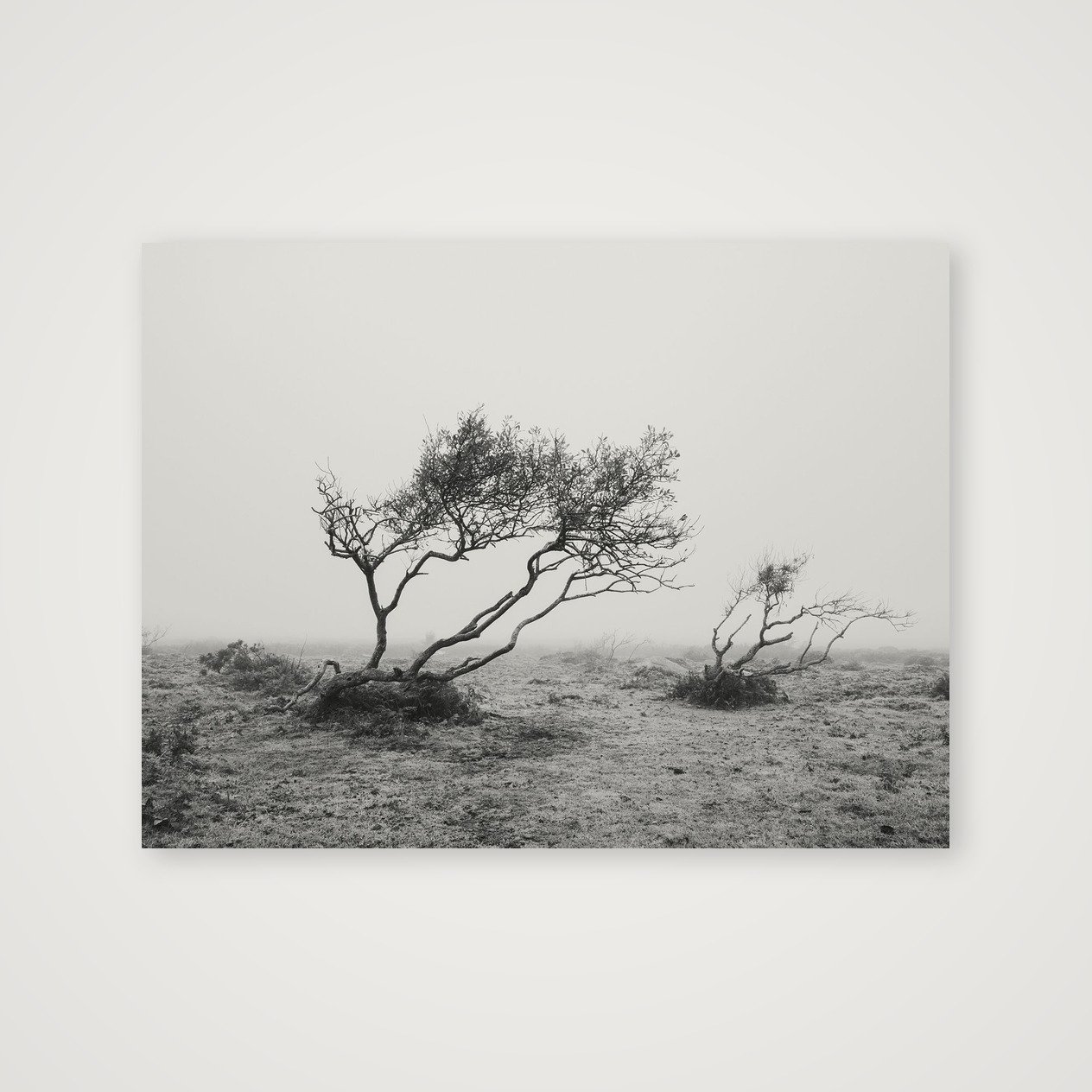 shot_table_312bf867_a88fe9e7.jpg