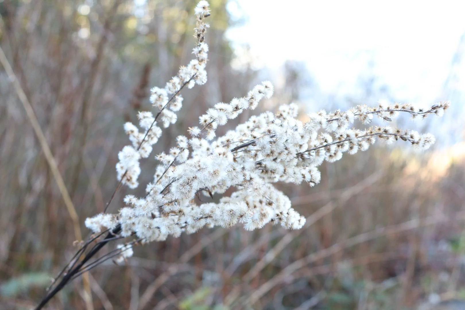Close-up of white fluffy flowering plant outdoors with blurred background.