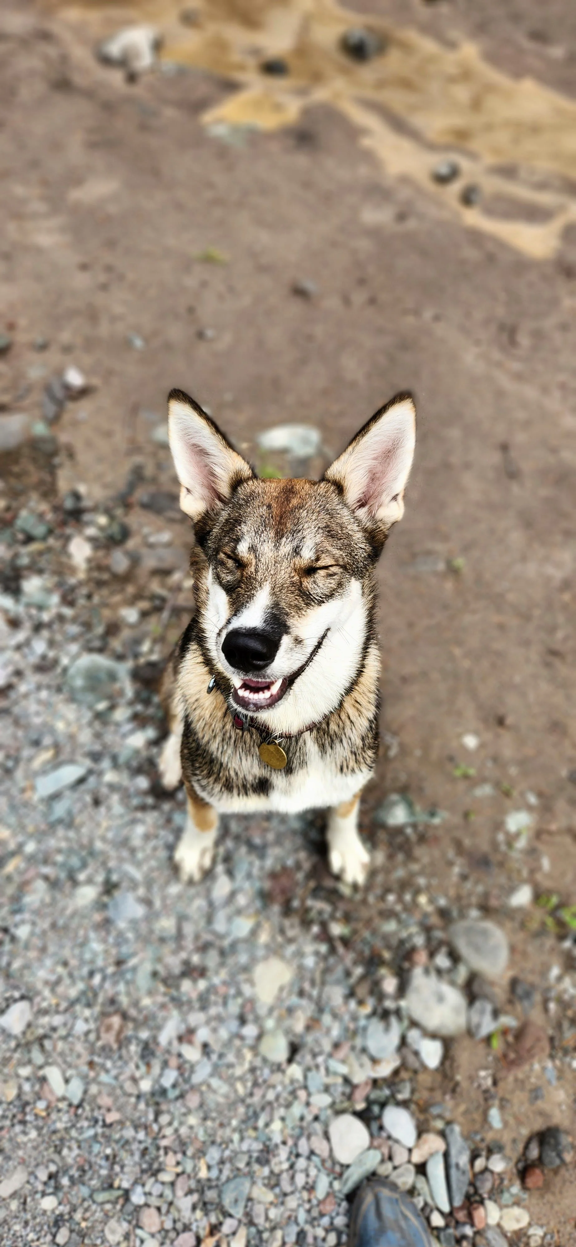 A smiling dog with closed eyes and a gold tag on its collar, standing on rocky ground near dirt and small stones.