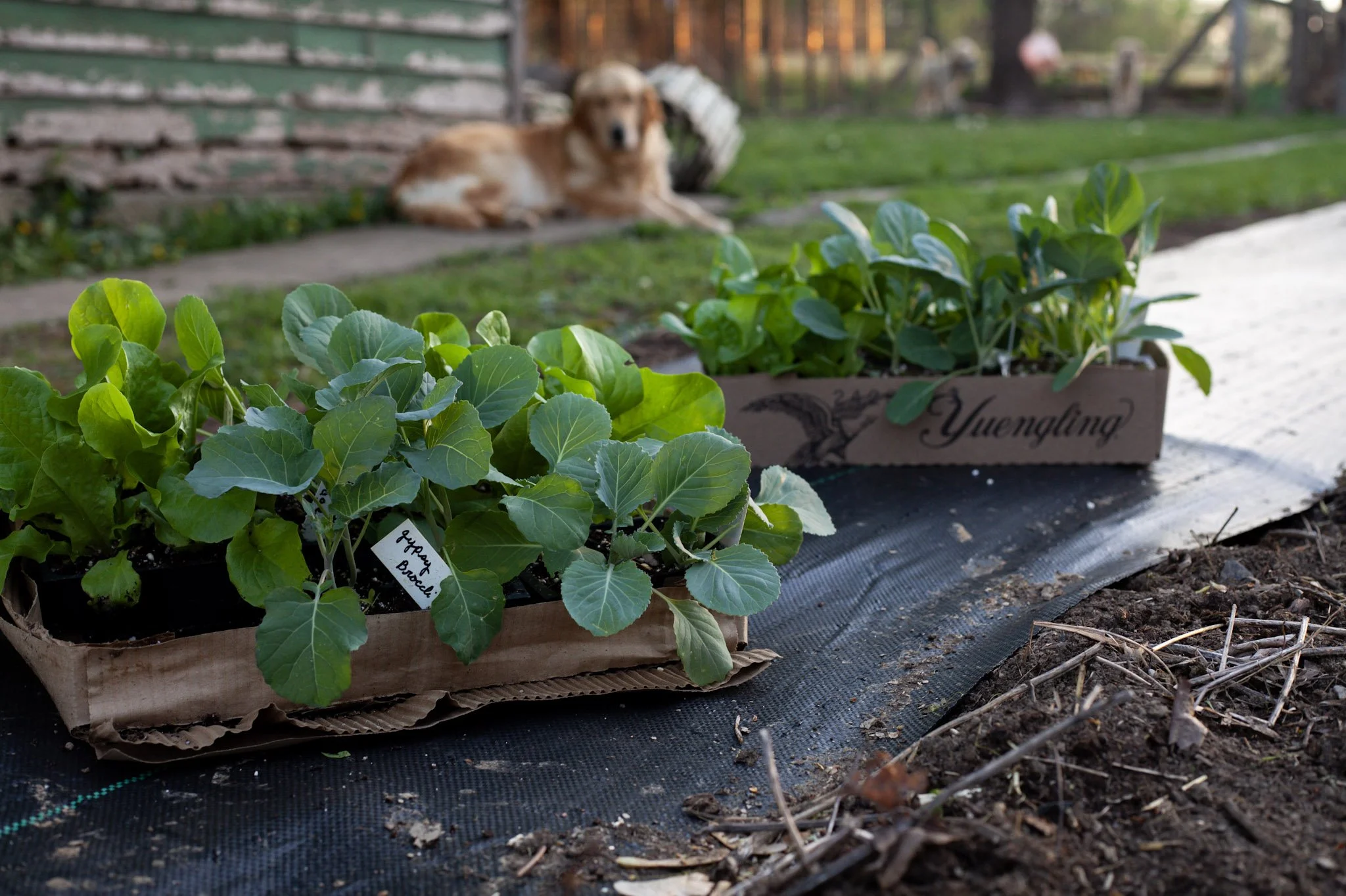 Regenerative Family Farms: Restoring Creation and Food Security