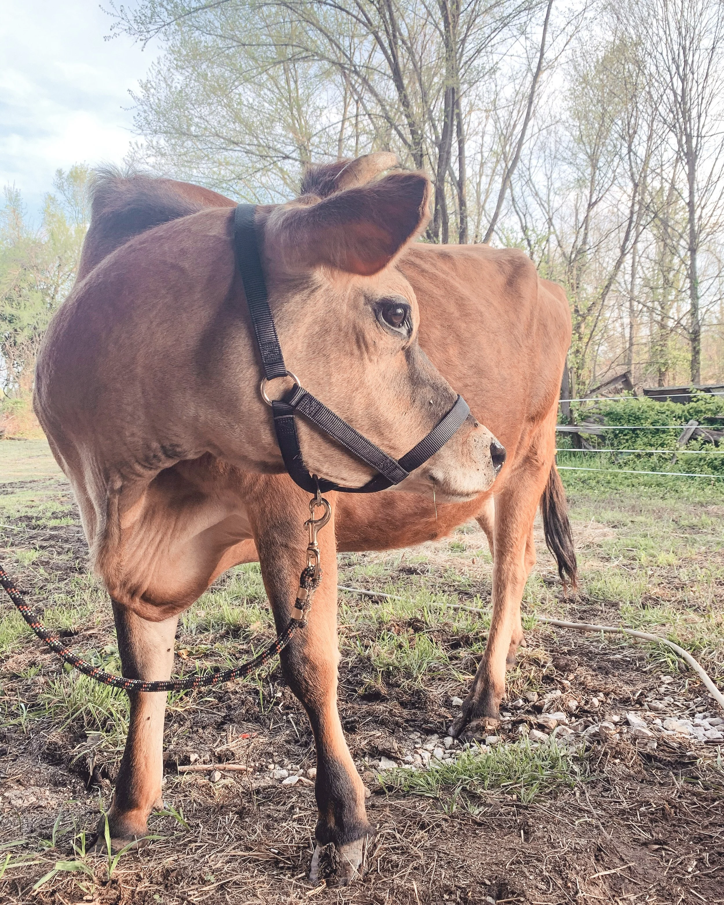 What Is a Raw Milk Herd Share? How It Works in Southern, IN