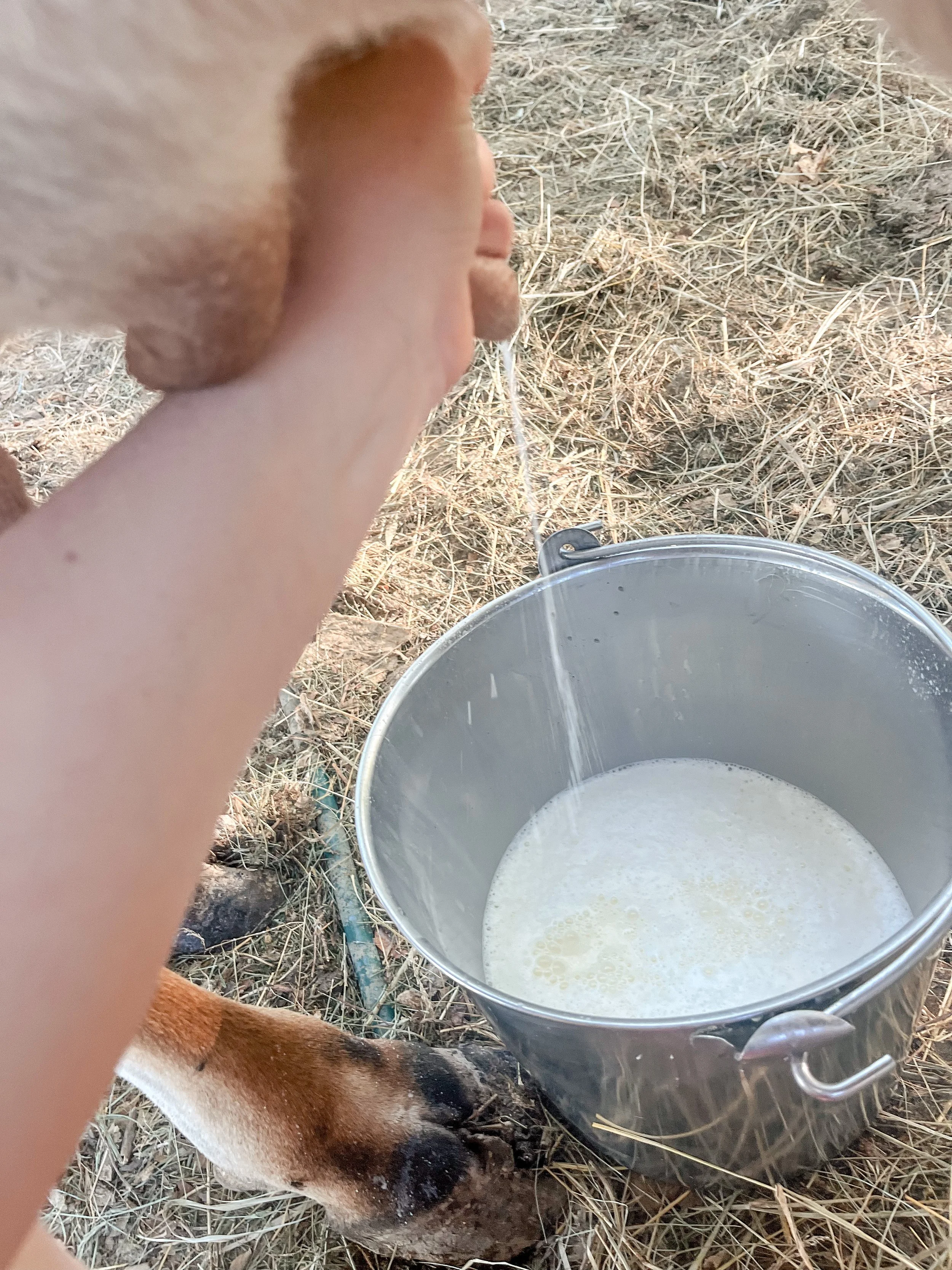 Are You Really Lactose Intolerant? The Real Reason Many People Struggle With Milk