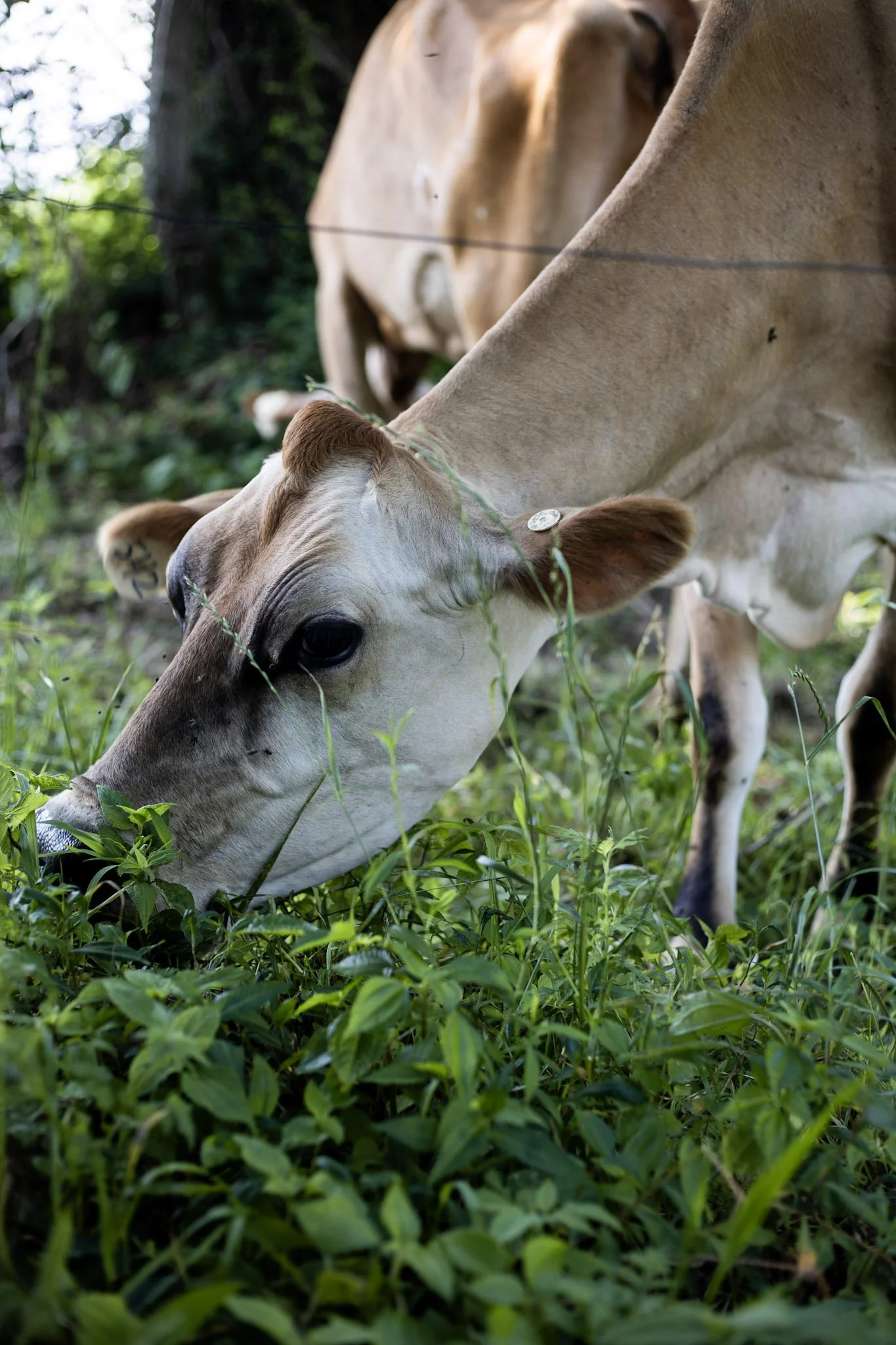Why Aren't Your Dairy Cows 100% Grass-Fed?