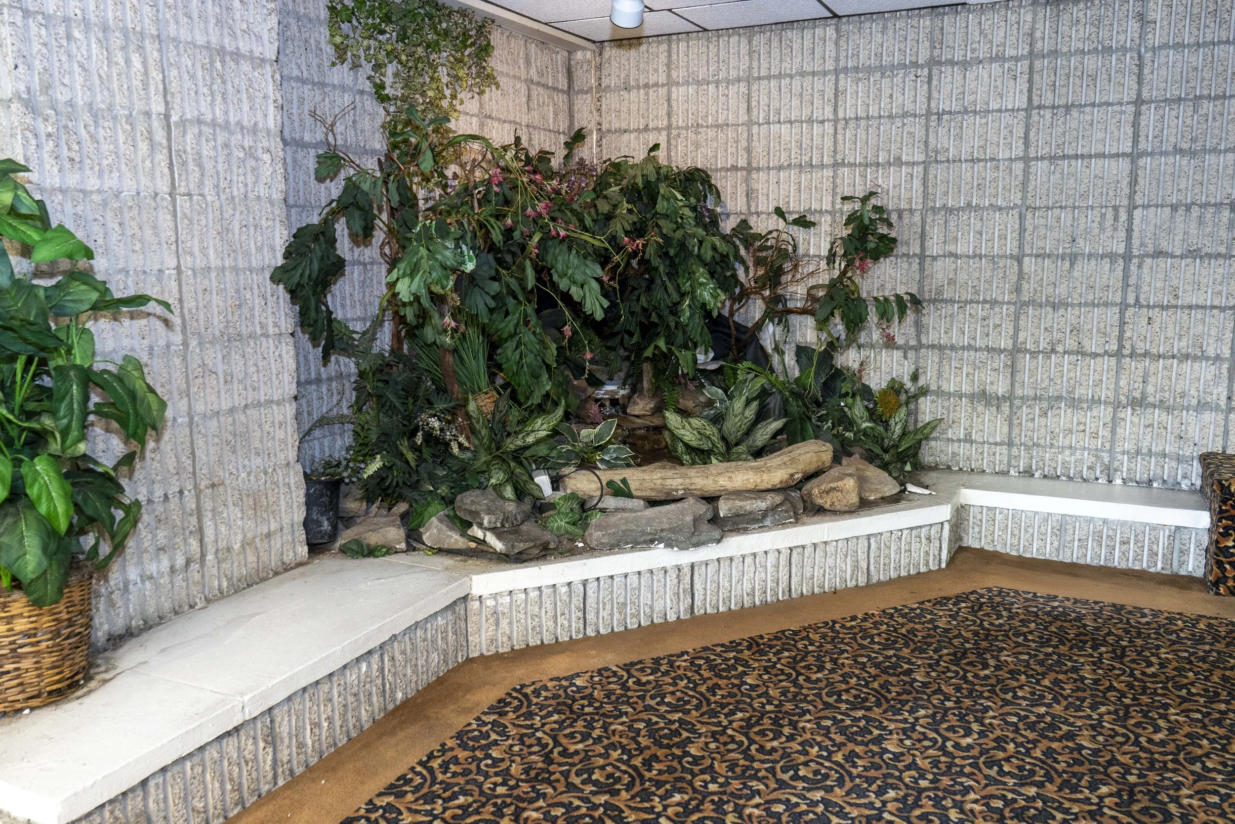 Indoor decorative corner with plants, rocks, driftwood, and a patterned carpet.