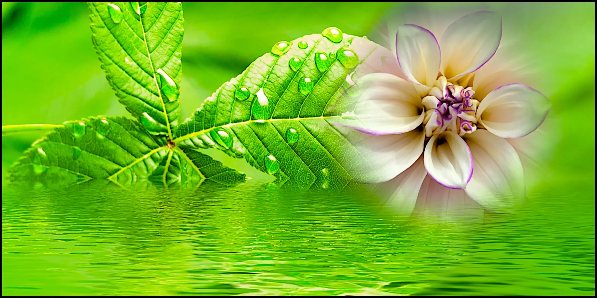 Green leaves with flower over water