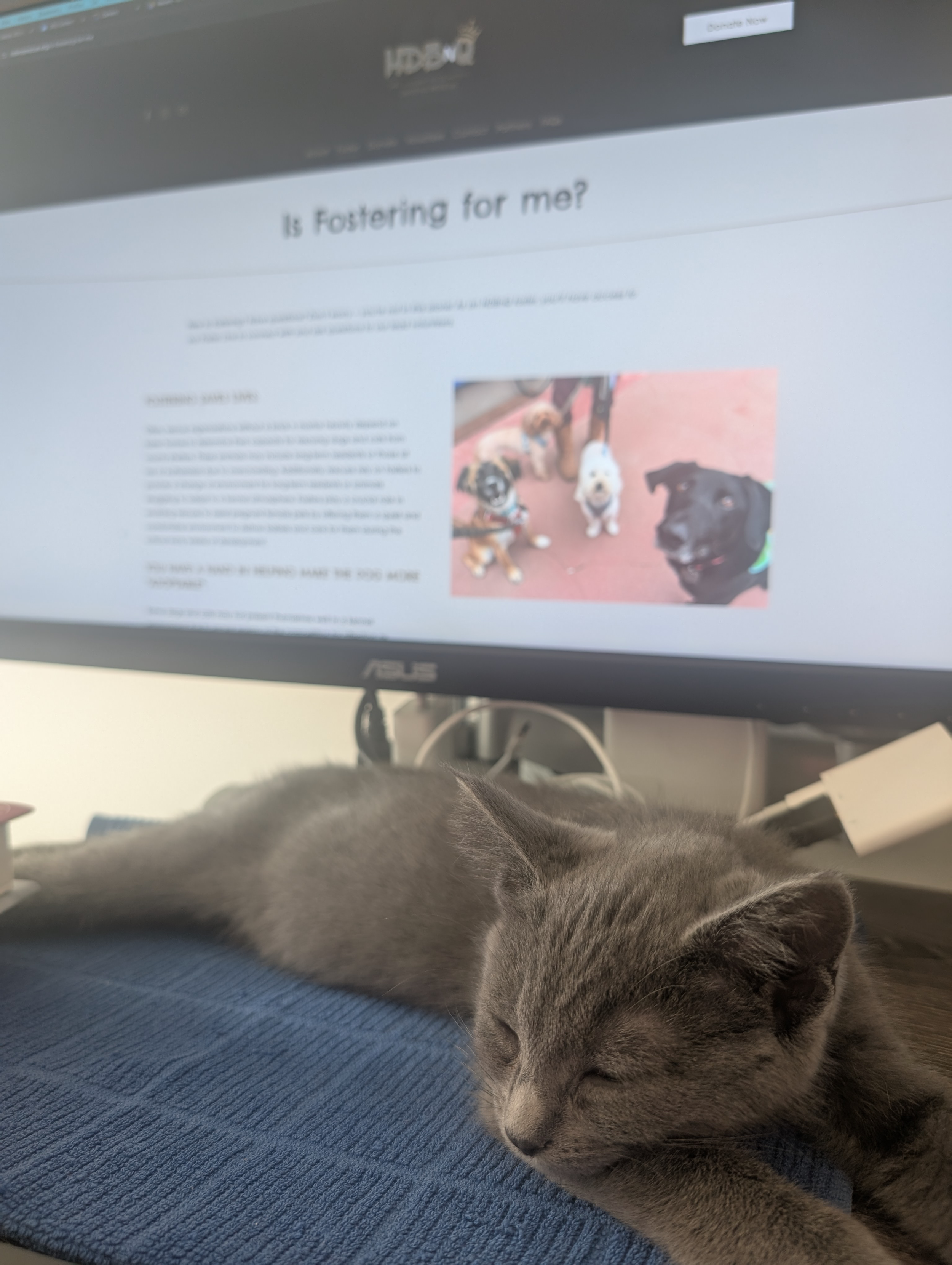 kitten sleeping in front of computer with hdbnq rescue orientation presentation