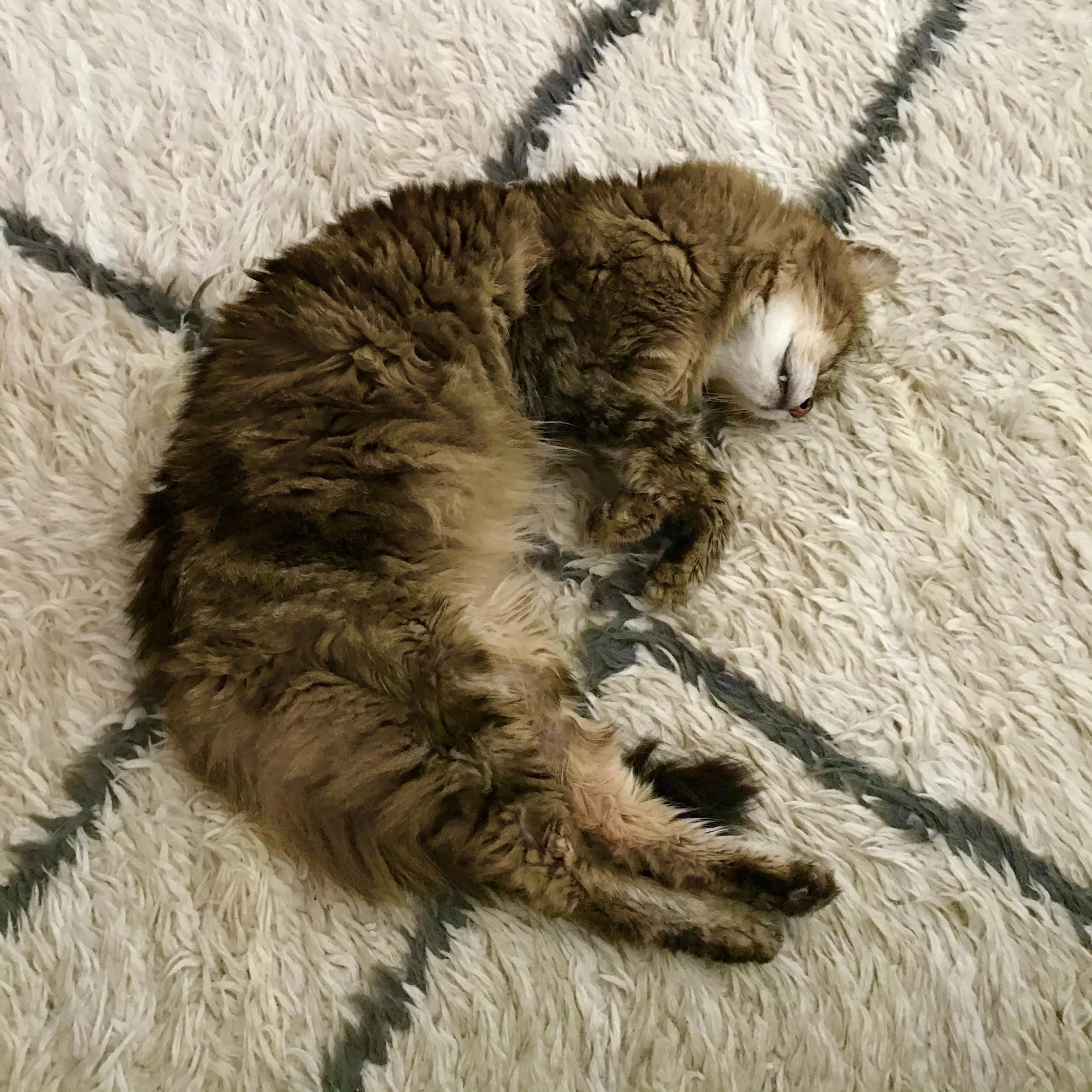 179. FUR_IMG_0030.JPEG
