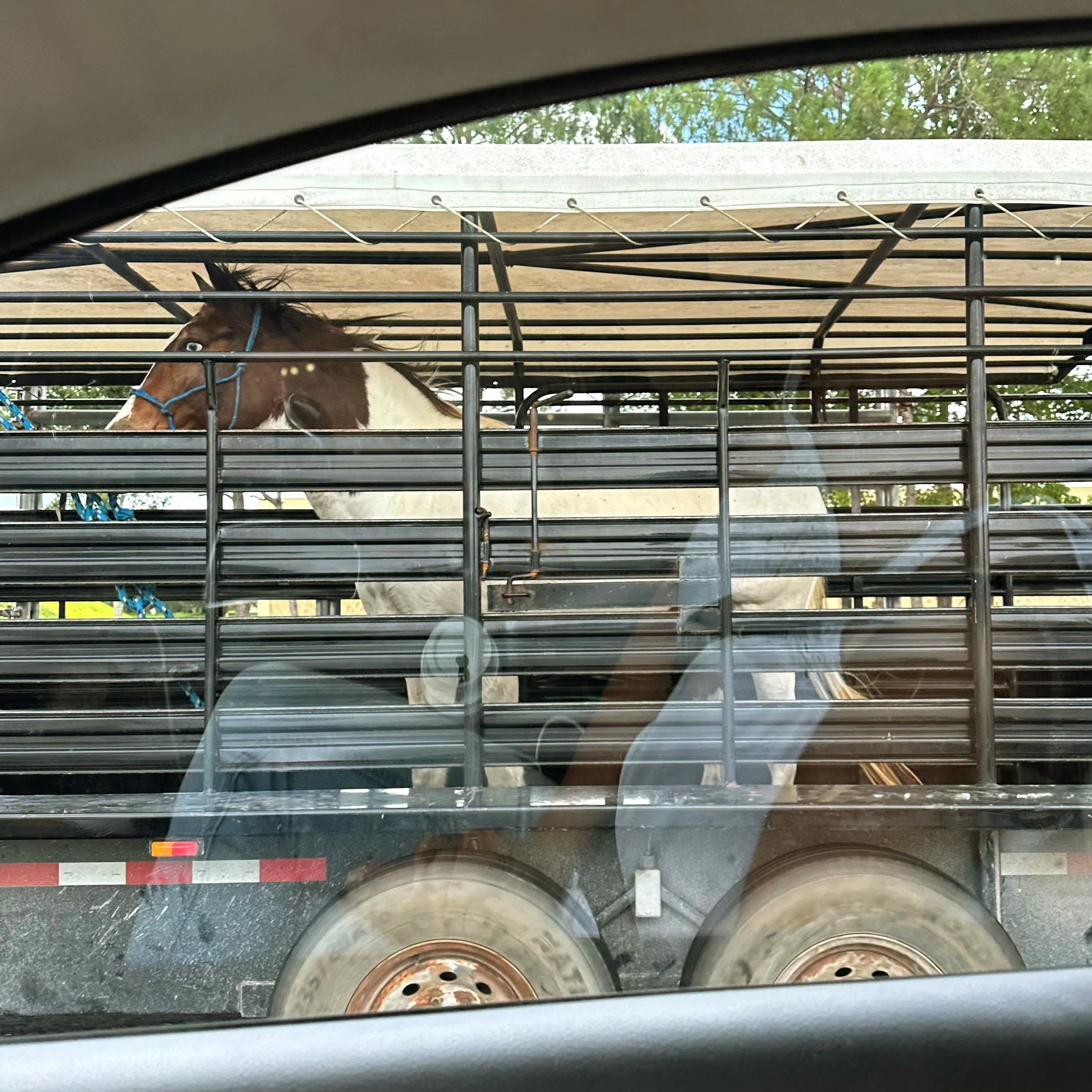 229. HORSE AROUND 2_IMG_4507.JPEG