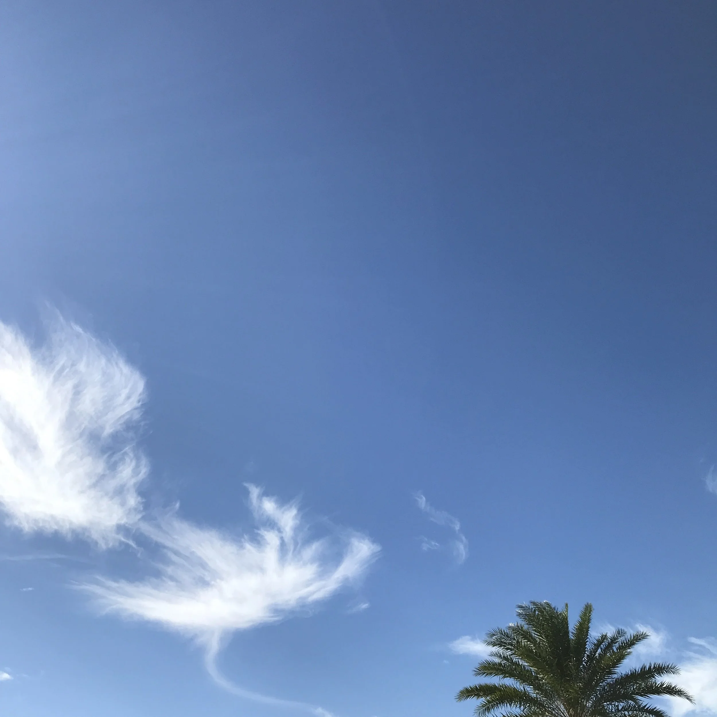 394. PALM FRONDS_IMG_3264.JPEG