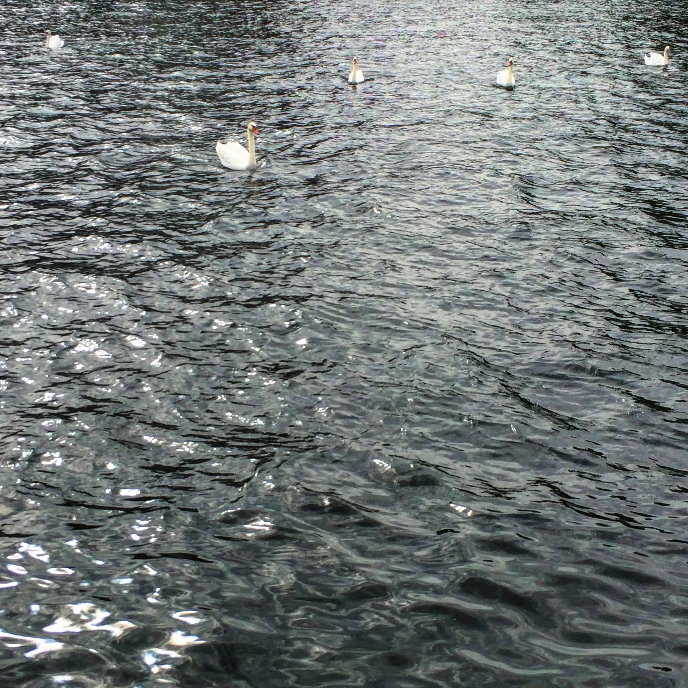 79. SWANS_IMG_0011.JPEG