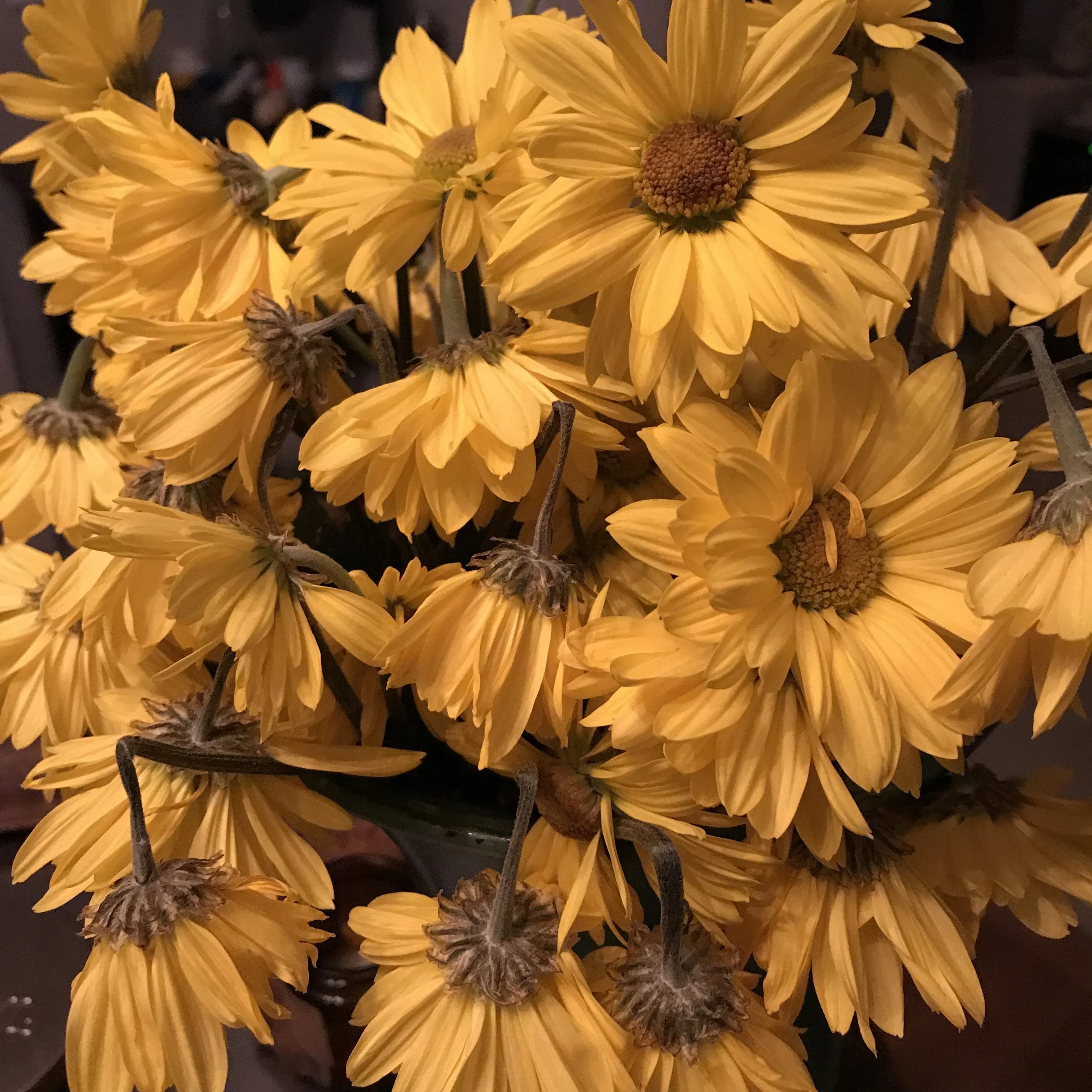 200. SUNFLOWERS_IMG_3522.JPEG