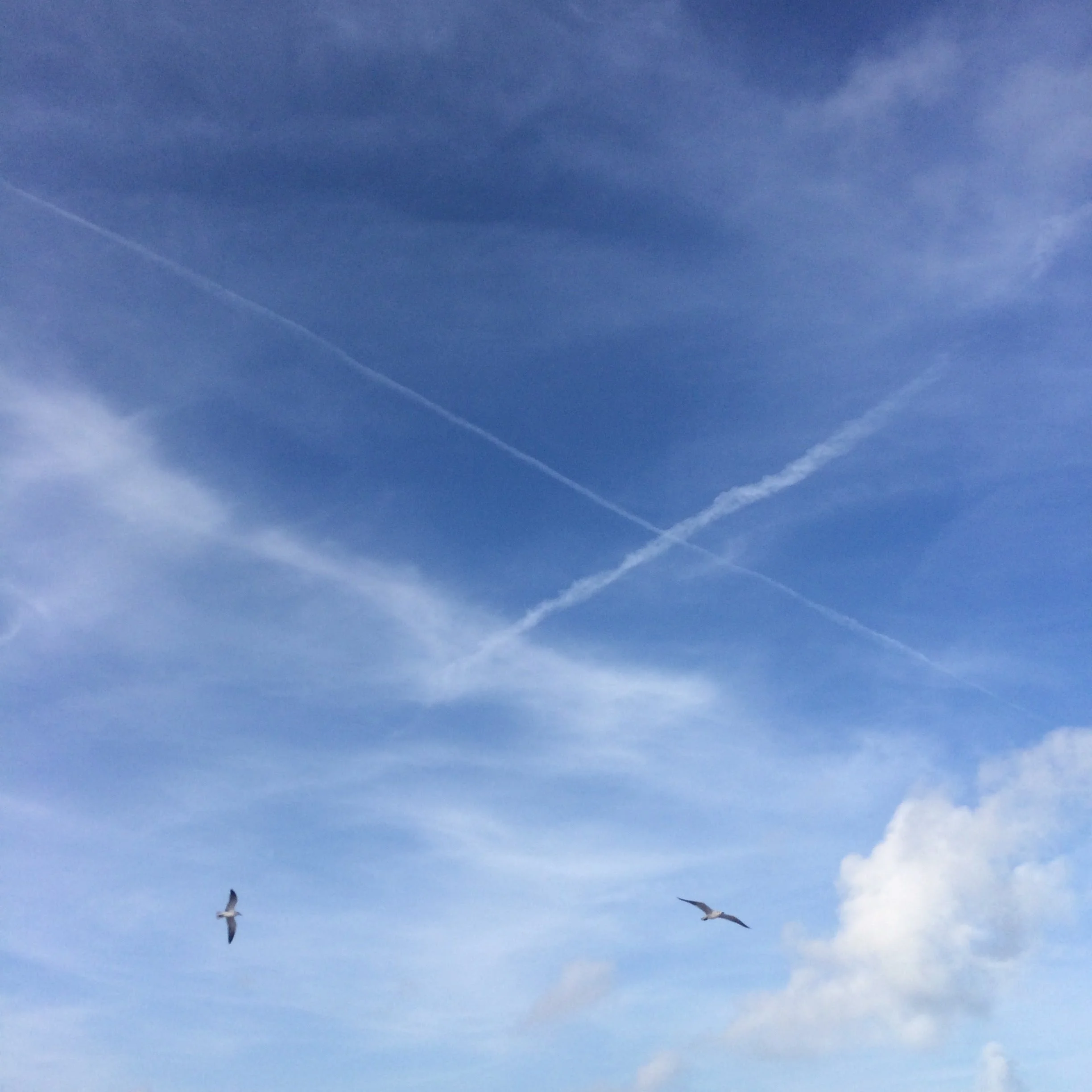 85. BIRD CROSSING_IMG_1864.JPEG