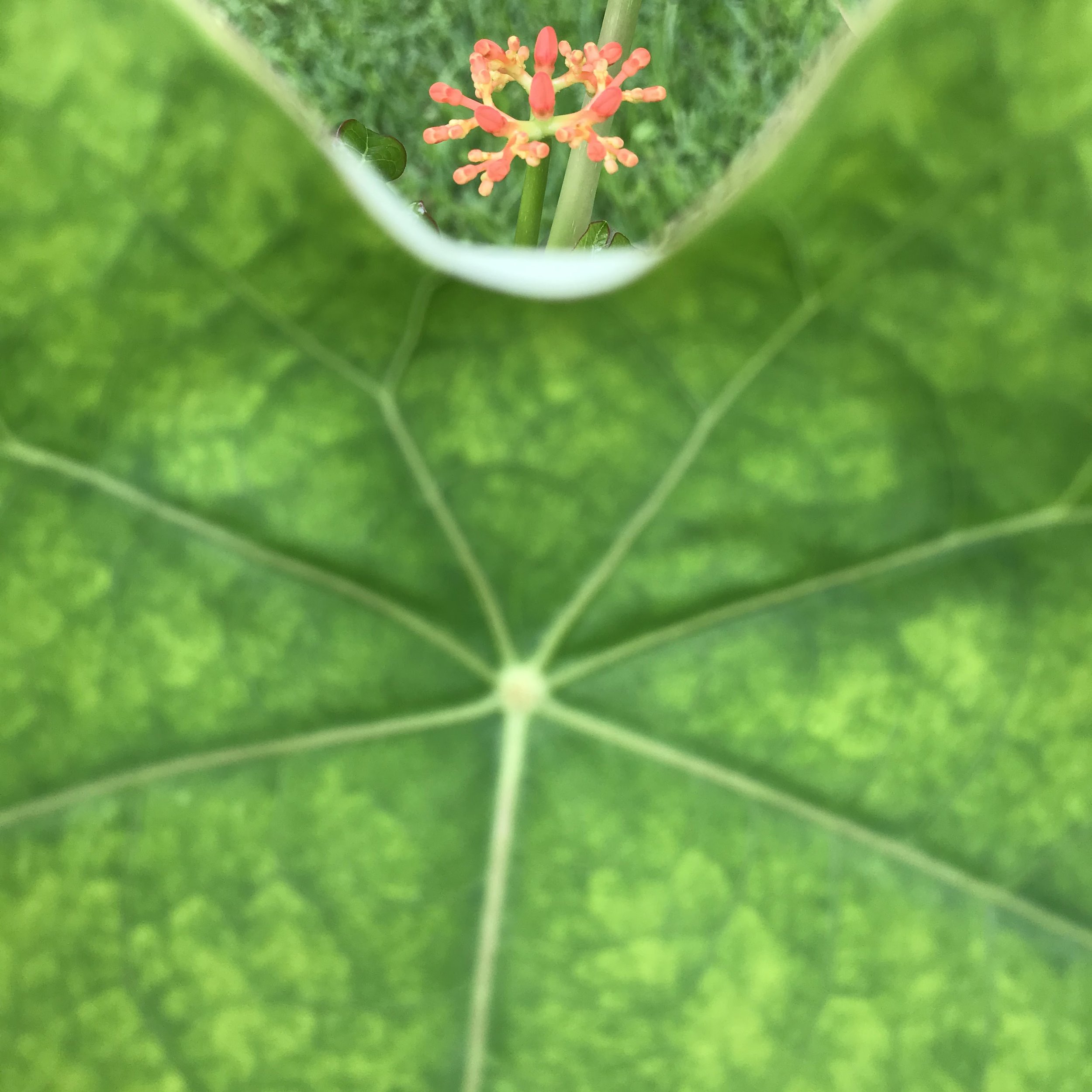 185. BUD_IMG_0151.JPEG