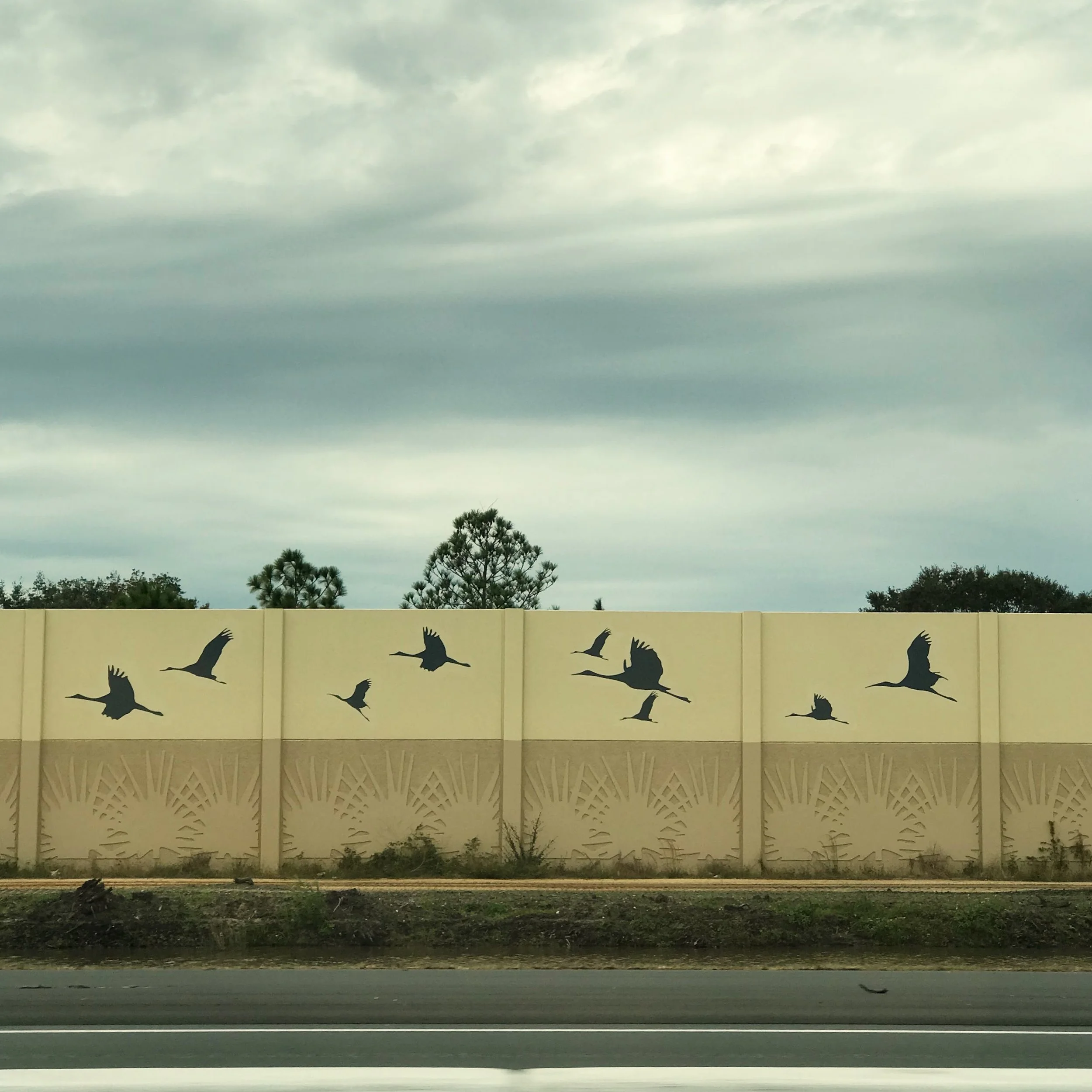 148. SEVERAL EGRETS_IMG_9784.JPEG