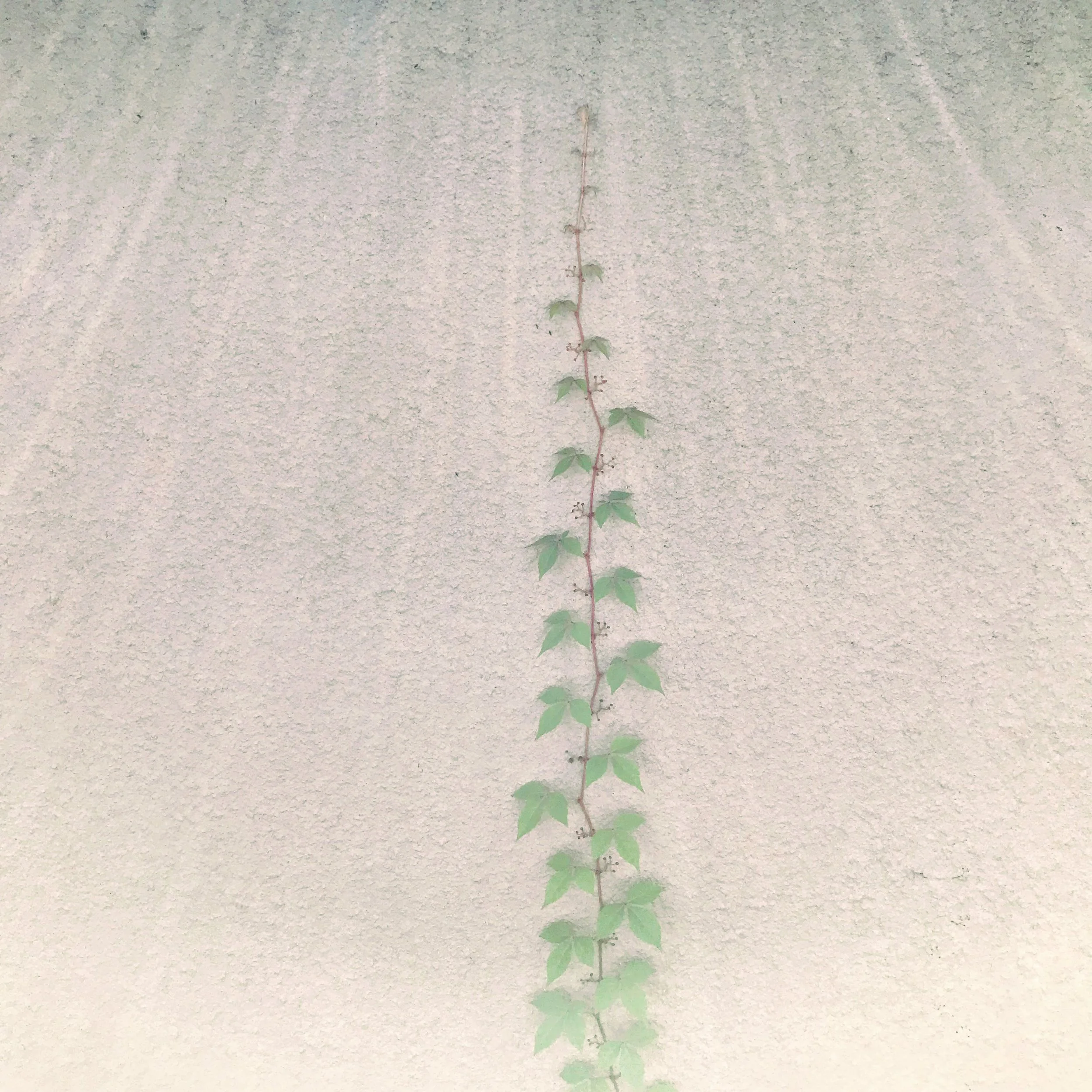 130. VINE_IMG_4861.JPEG
