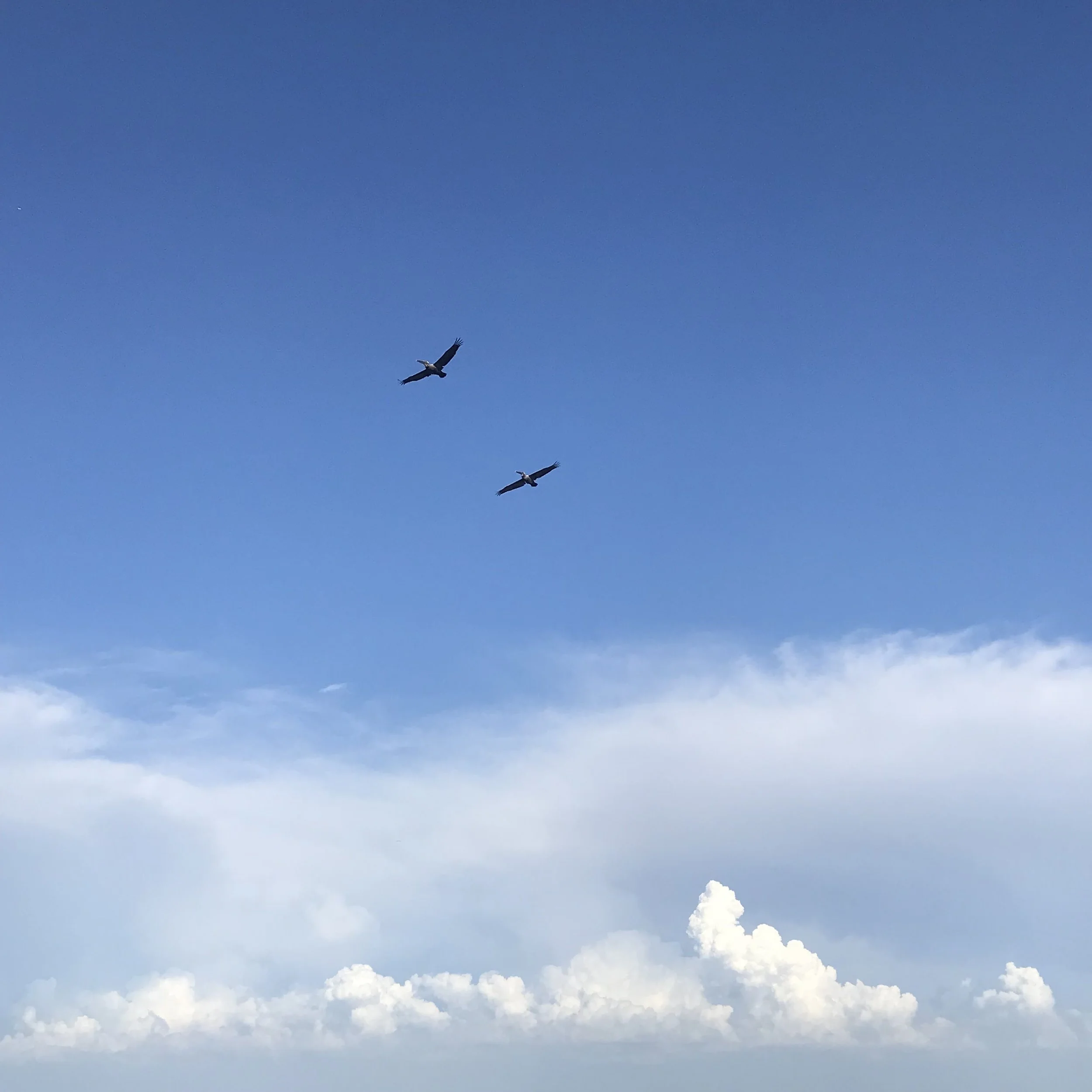 129. FLY PELICAN FLY_IMG_4825.JPEG
