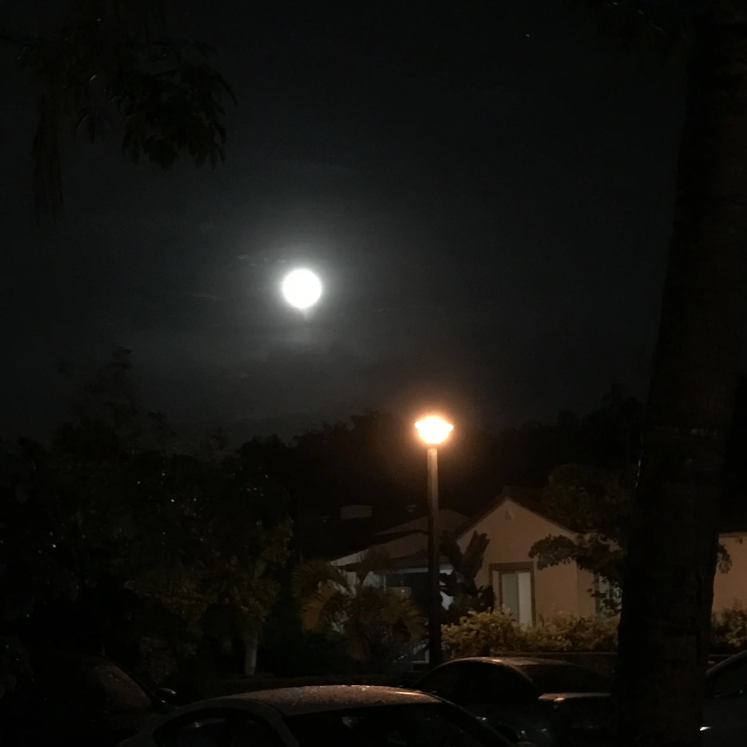 131. MOON LIGHTS_IMG_5188.JPEG