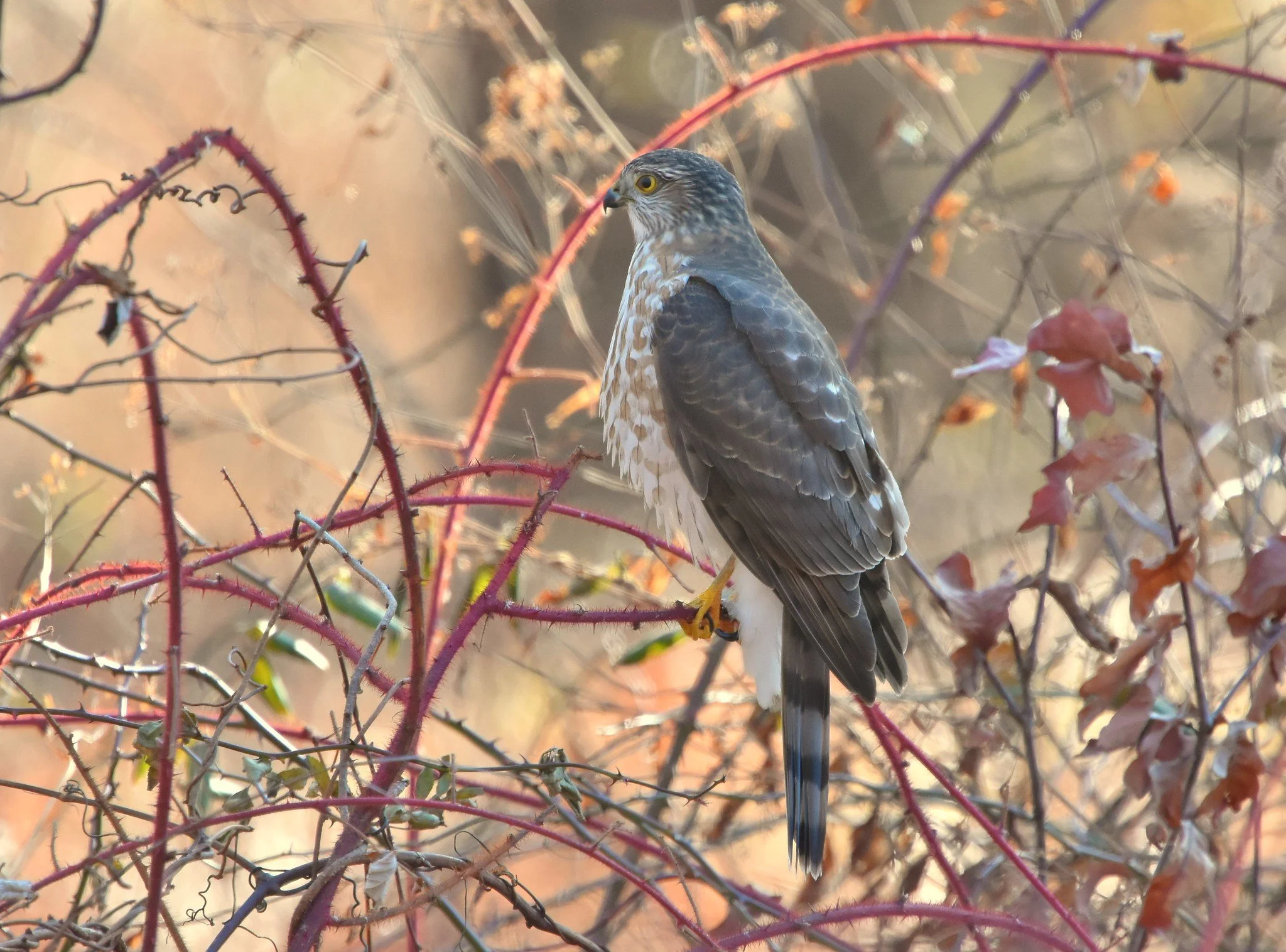 Sharp-shinned Hawk