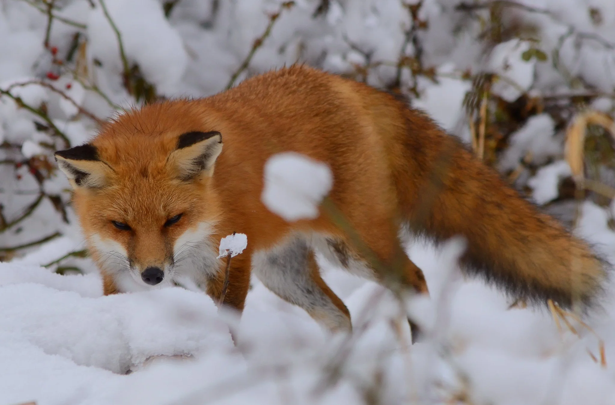 red fox