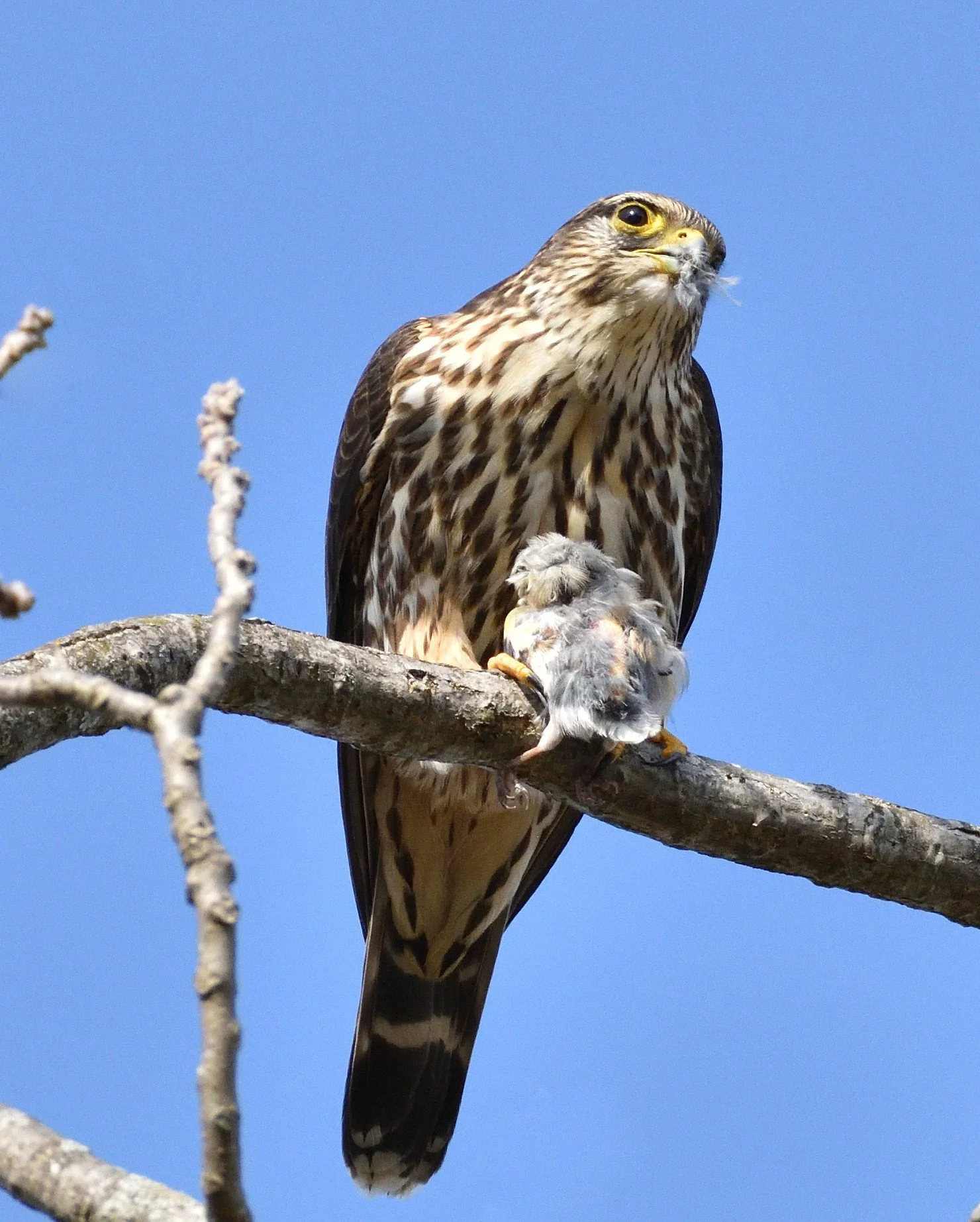 merlin eating goldfinch