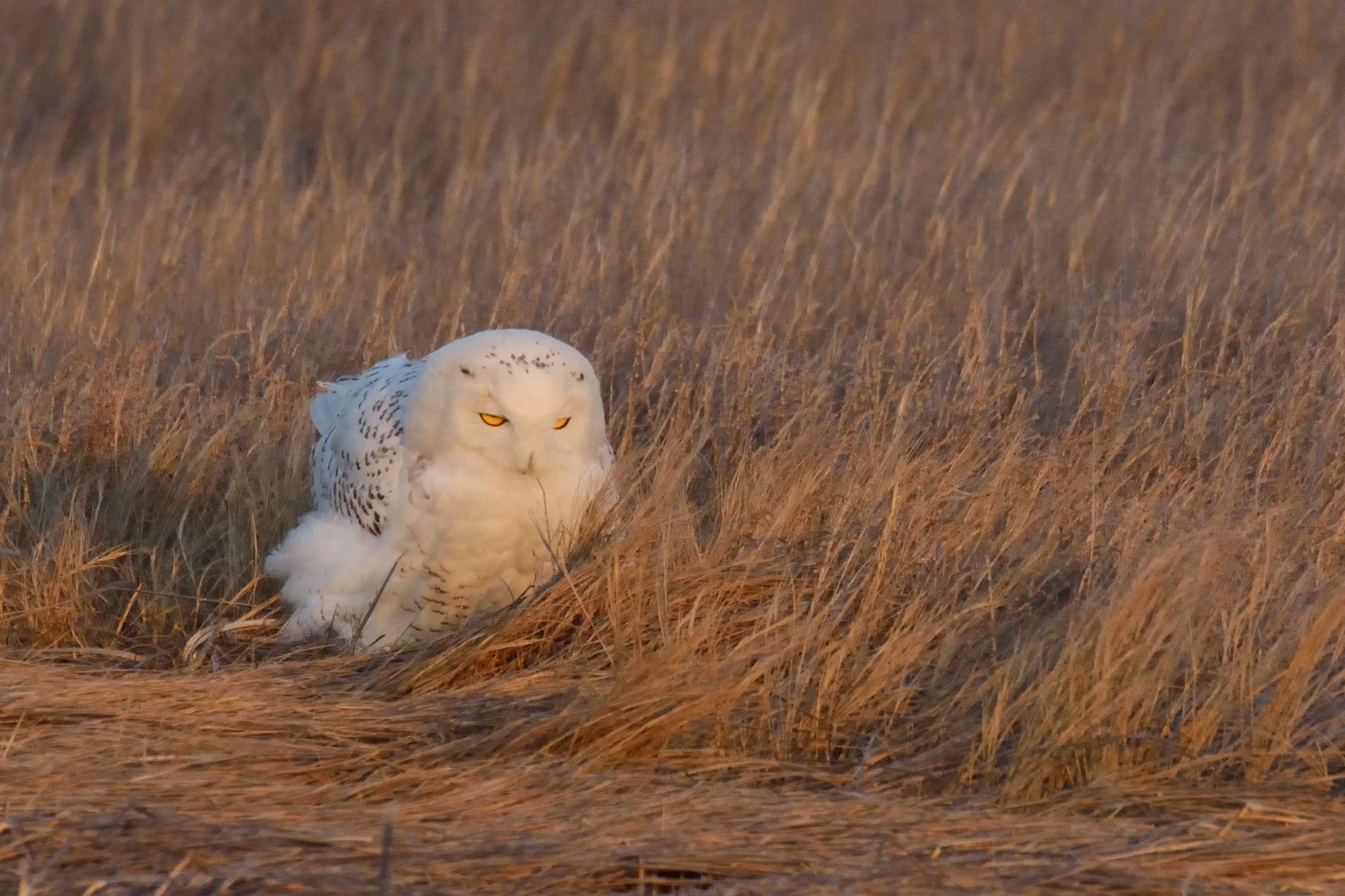 snowy owl