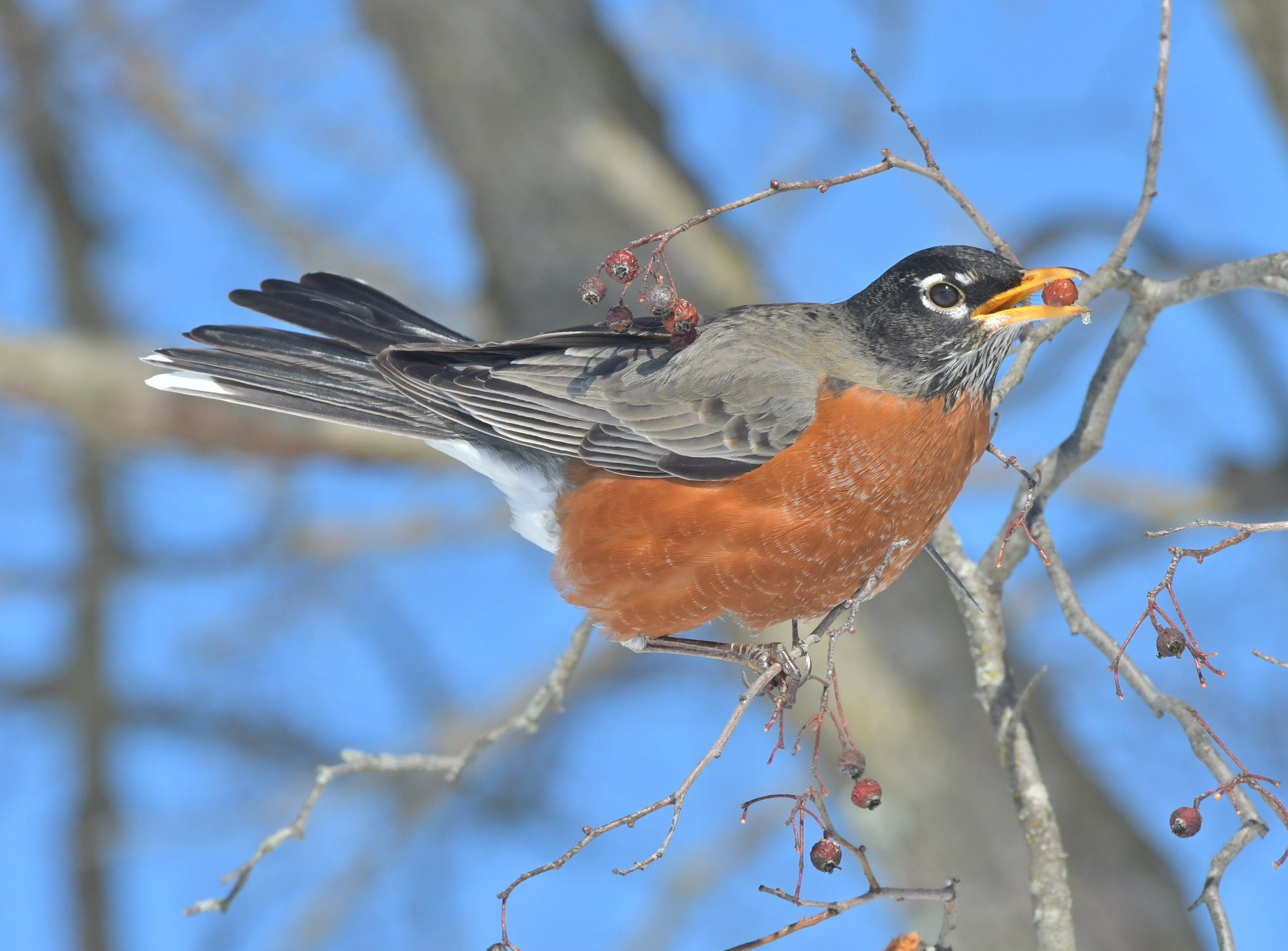 american robin