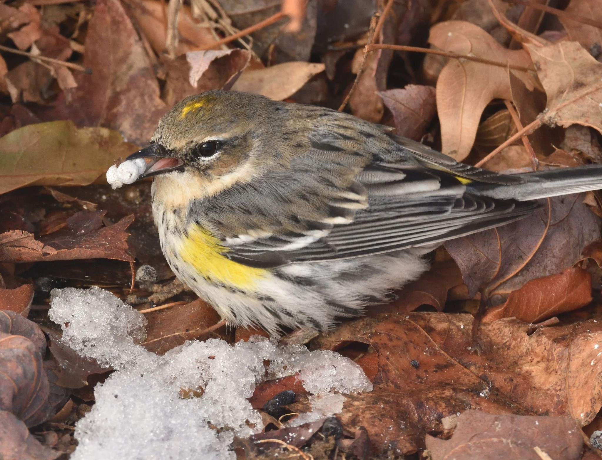 yellow-rumped warbler