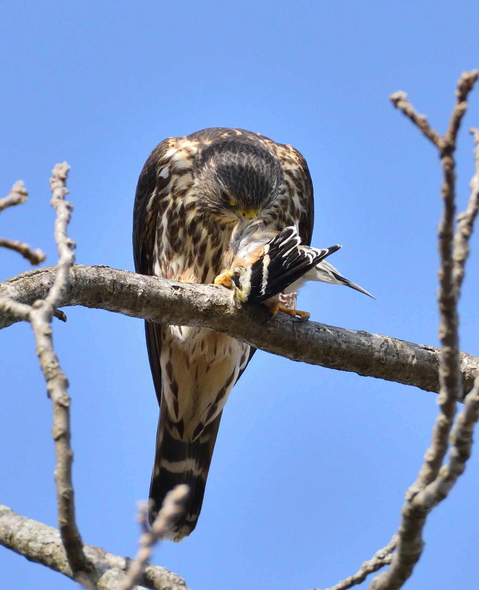 merlin eating goldfinch
