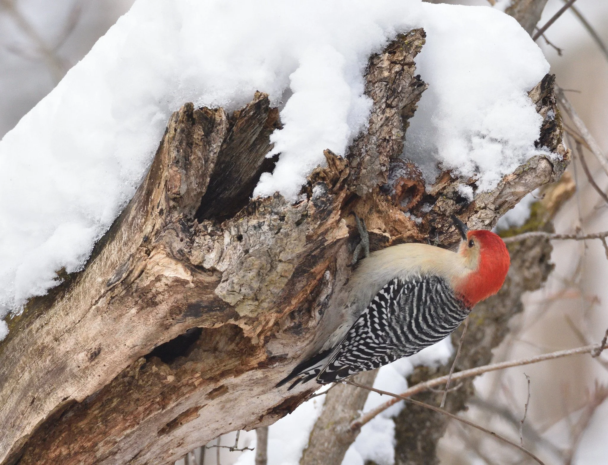 red-bellied woodpecker feeding on nut