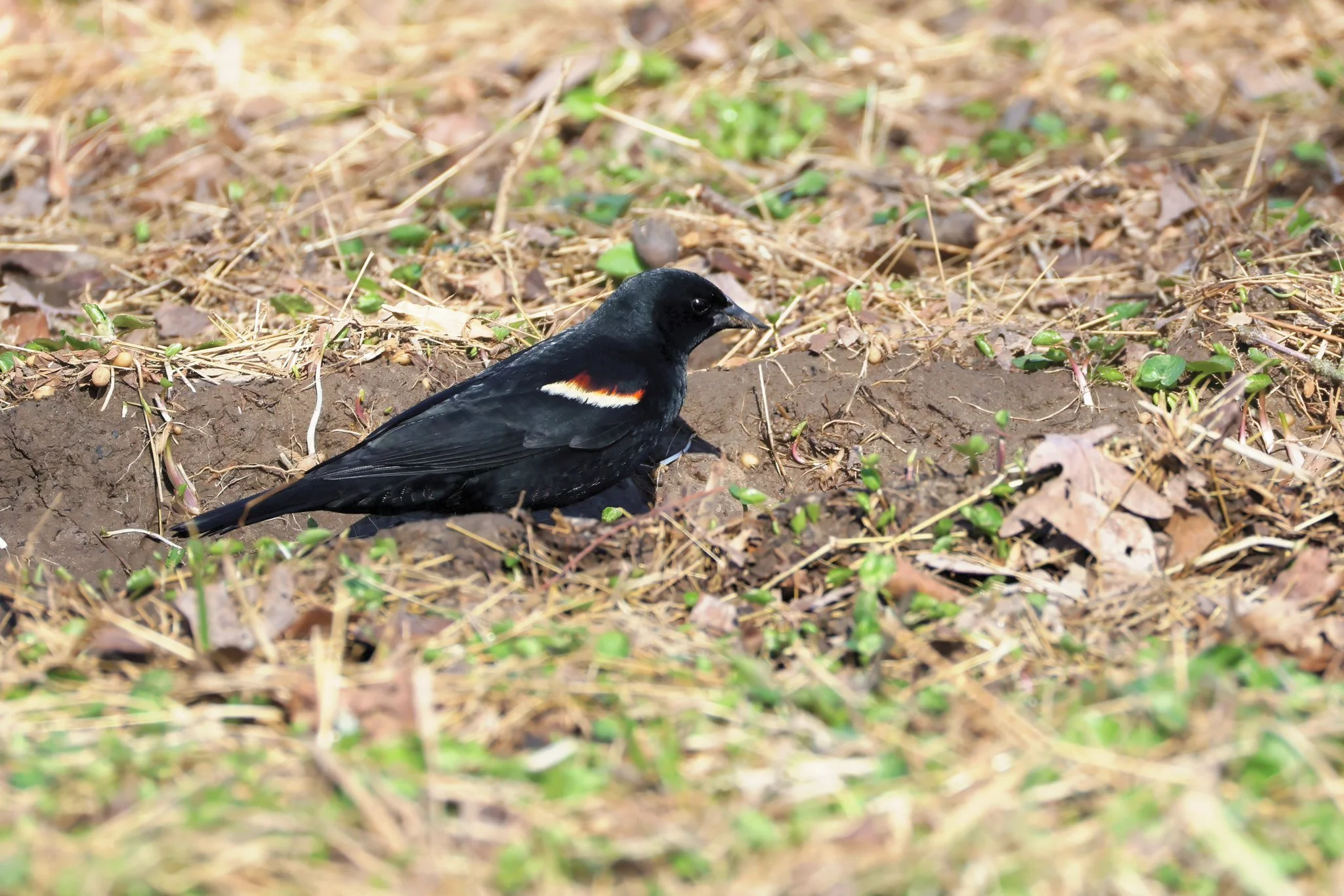 RWBL Red-winged Blackbird