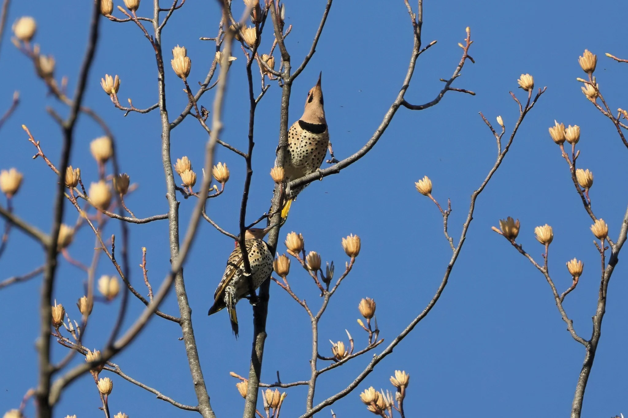 NOFL Northern Flicker