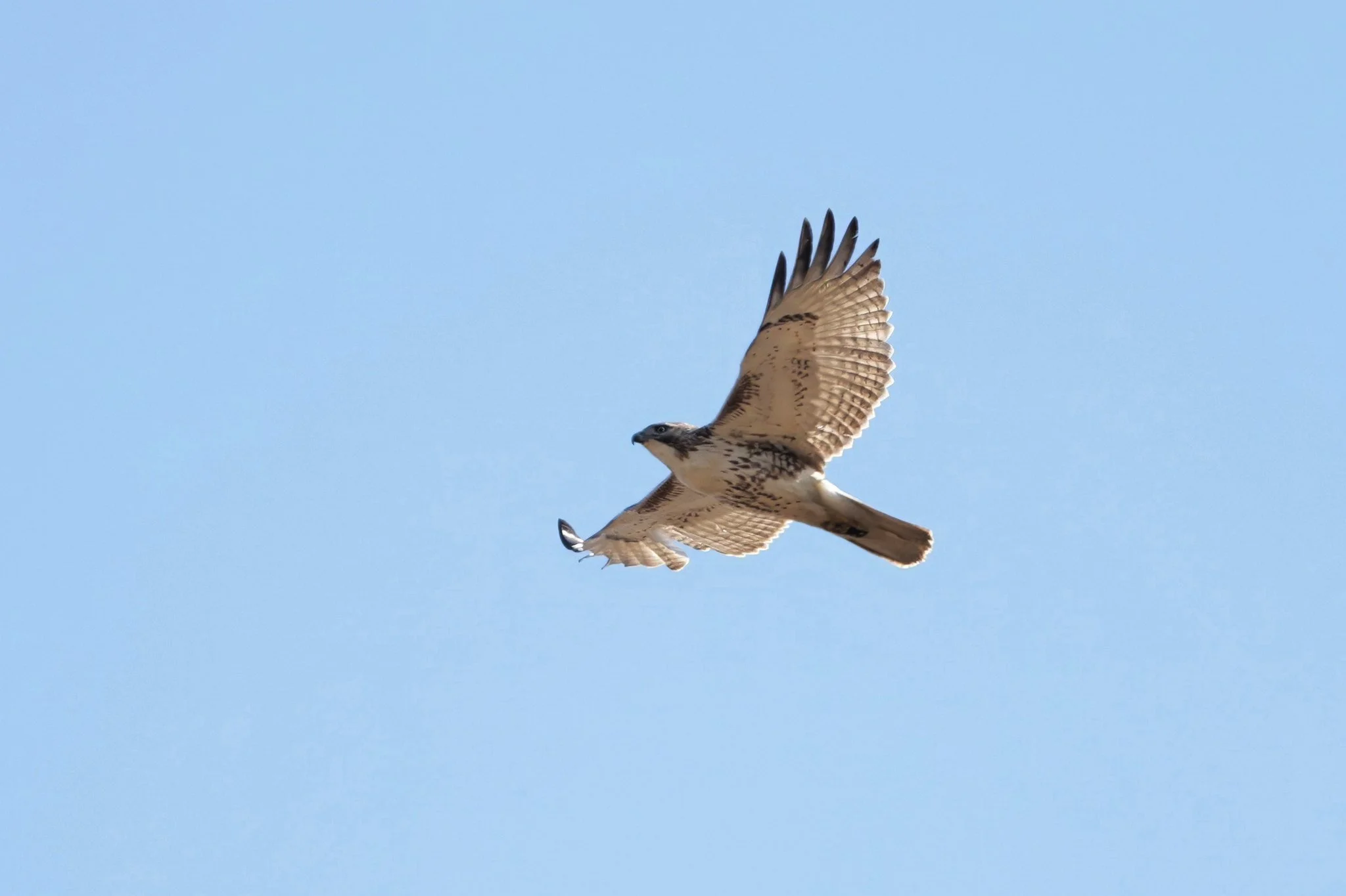 RTHA Red-tailed Hawk