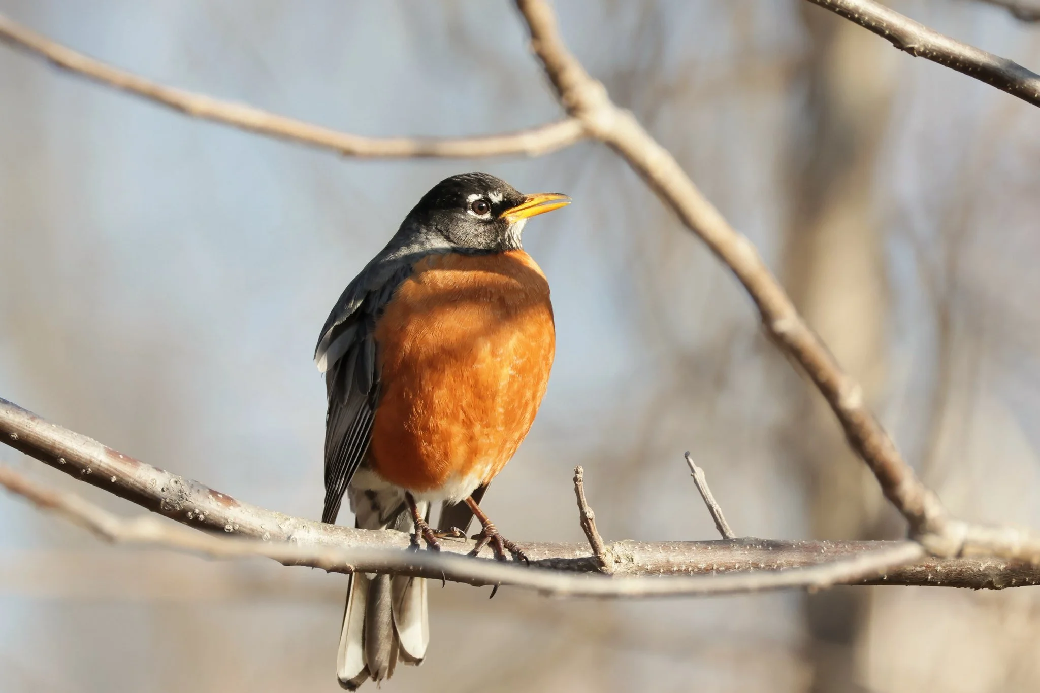 AMRO American Robin