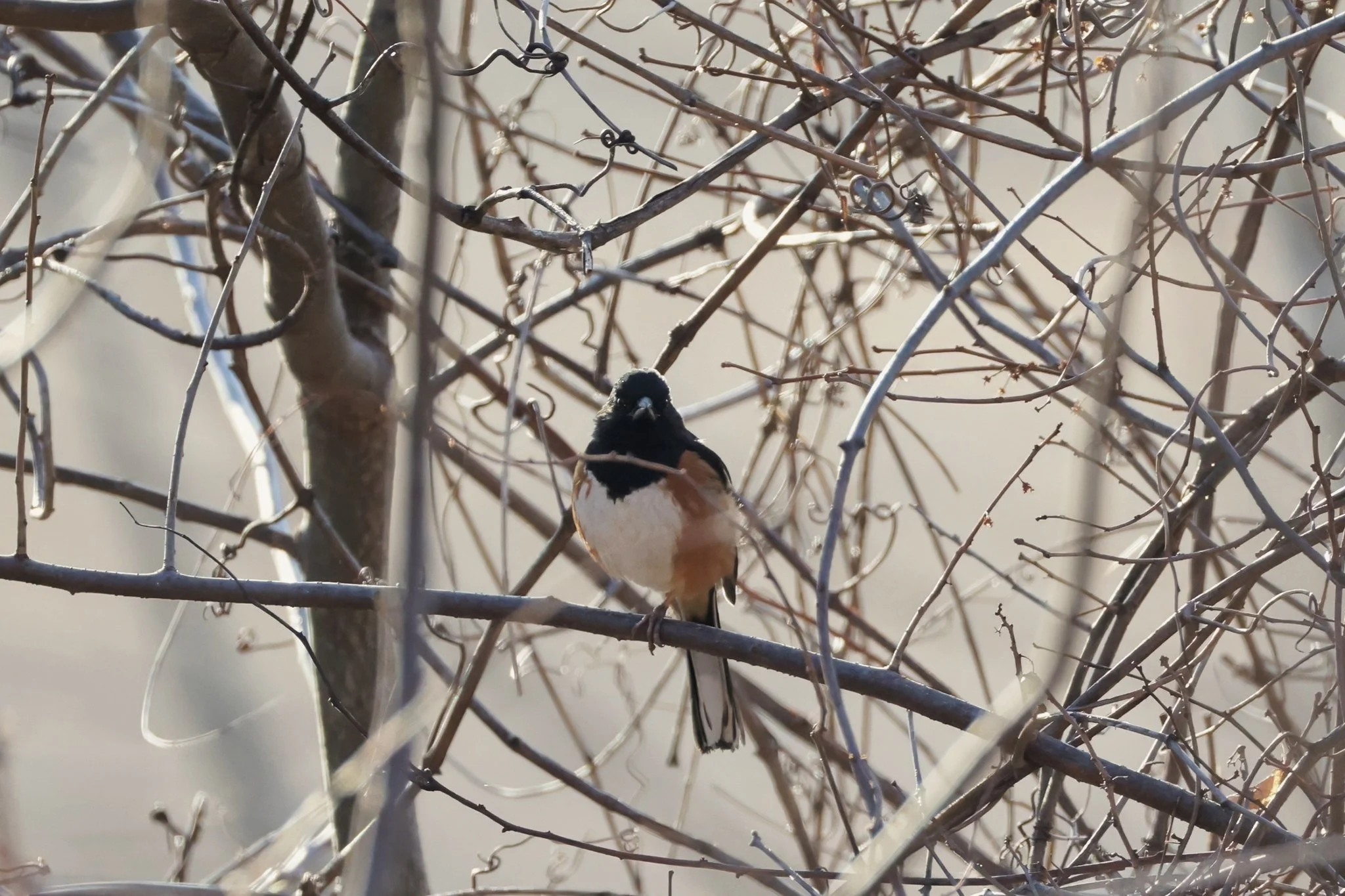 EATO Eastern Towhee male